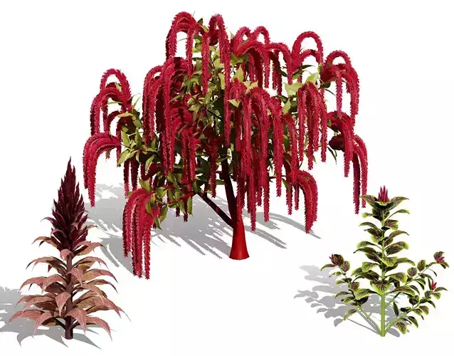 Amaranthus Collection 3D Model Low-poly 3D model