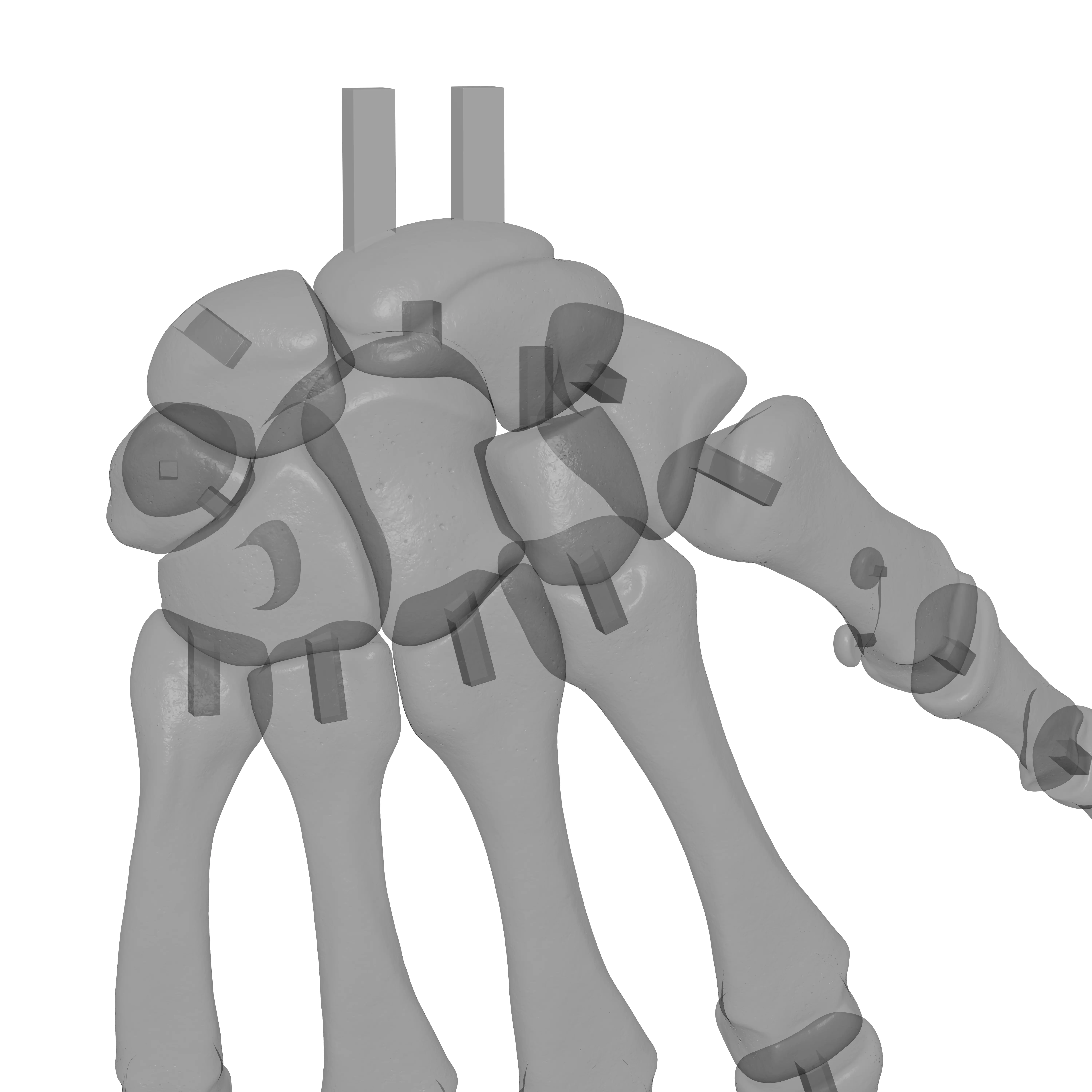Human Rt Hand Bones 3D print model_24