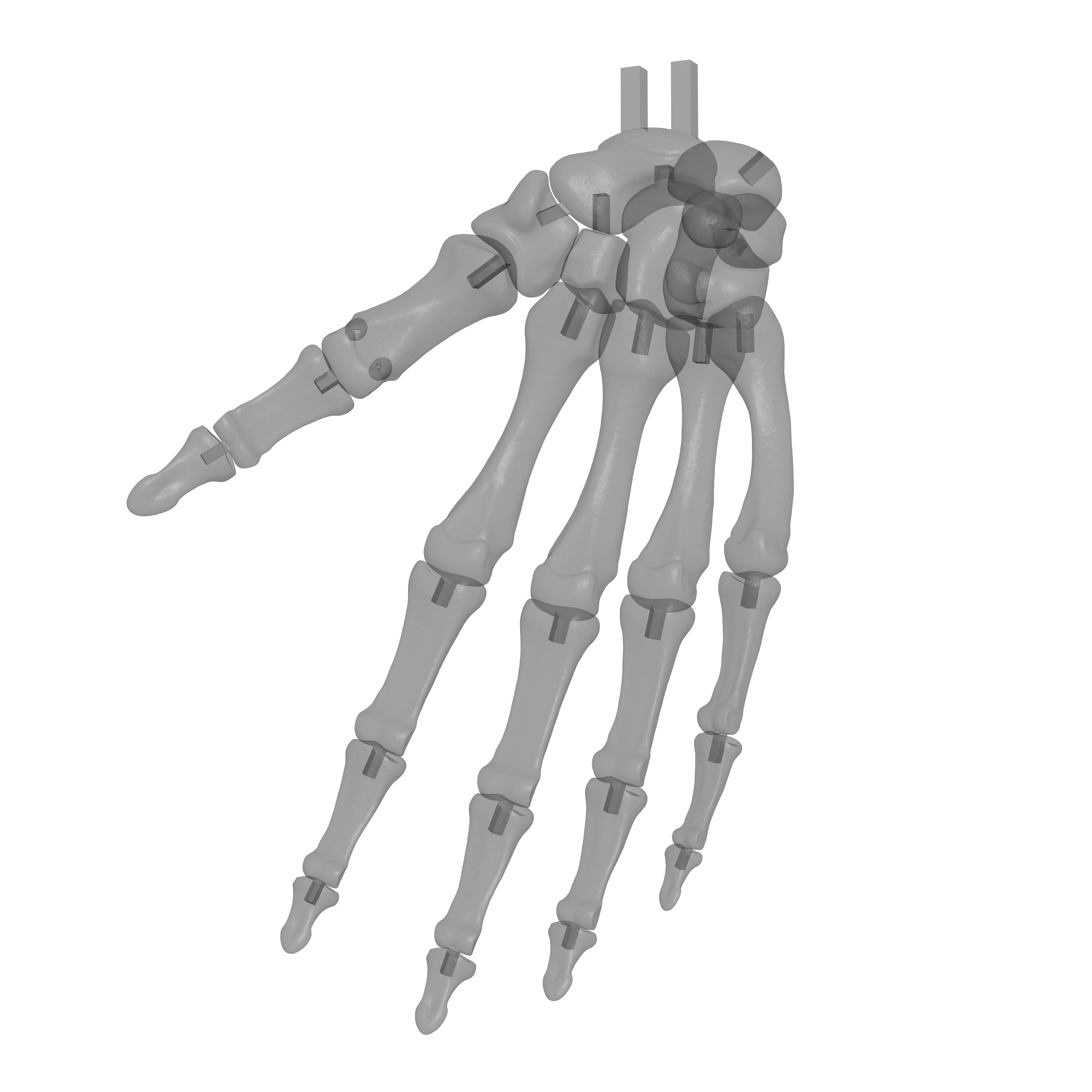 Human Rt Hand Bones 3D print model_14