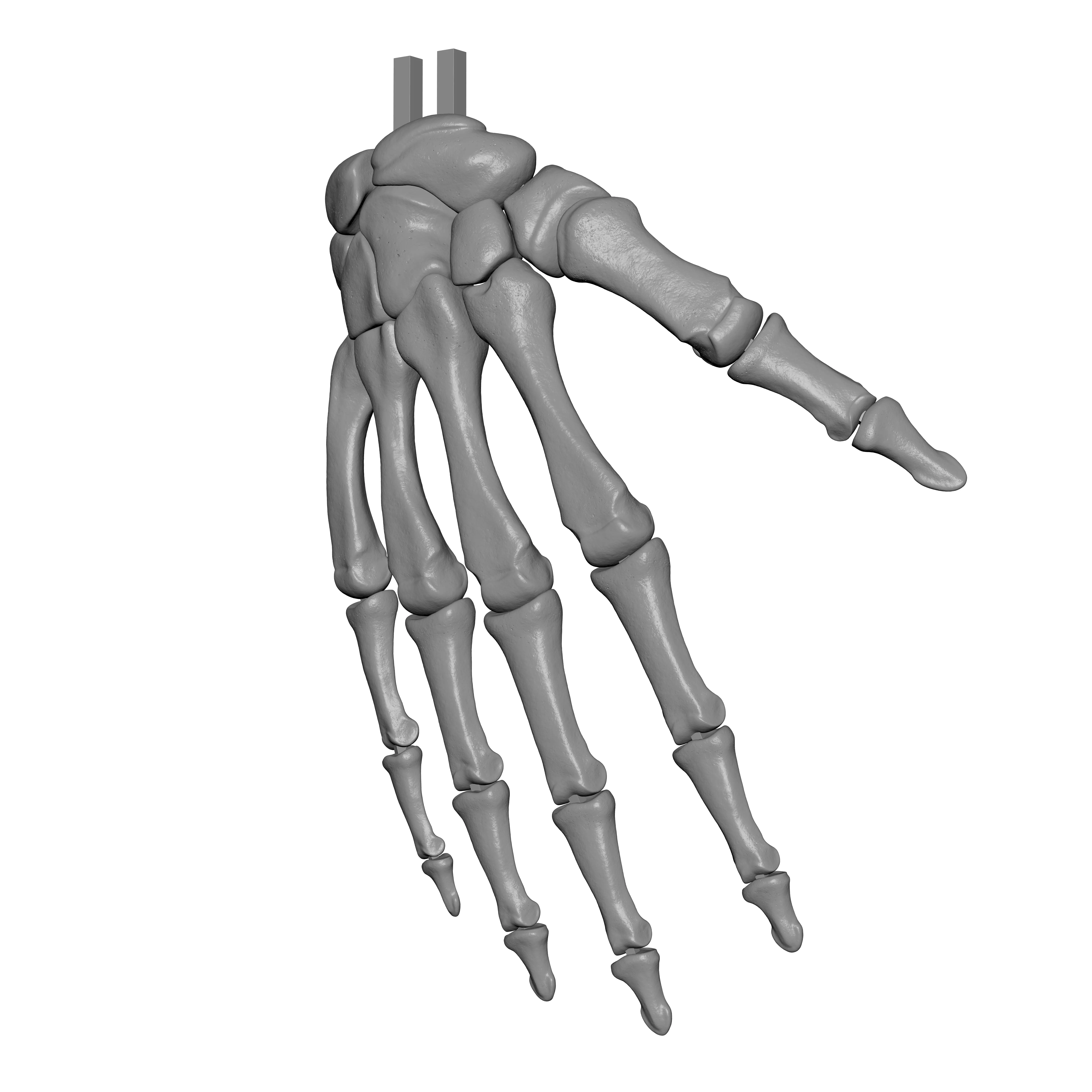 Human Rt Hand Bones 3D print model_4