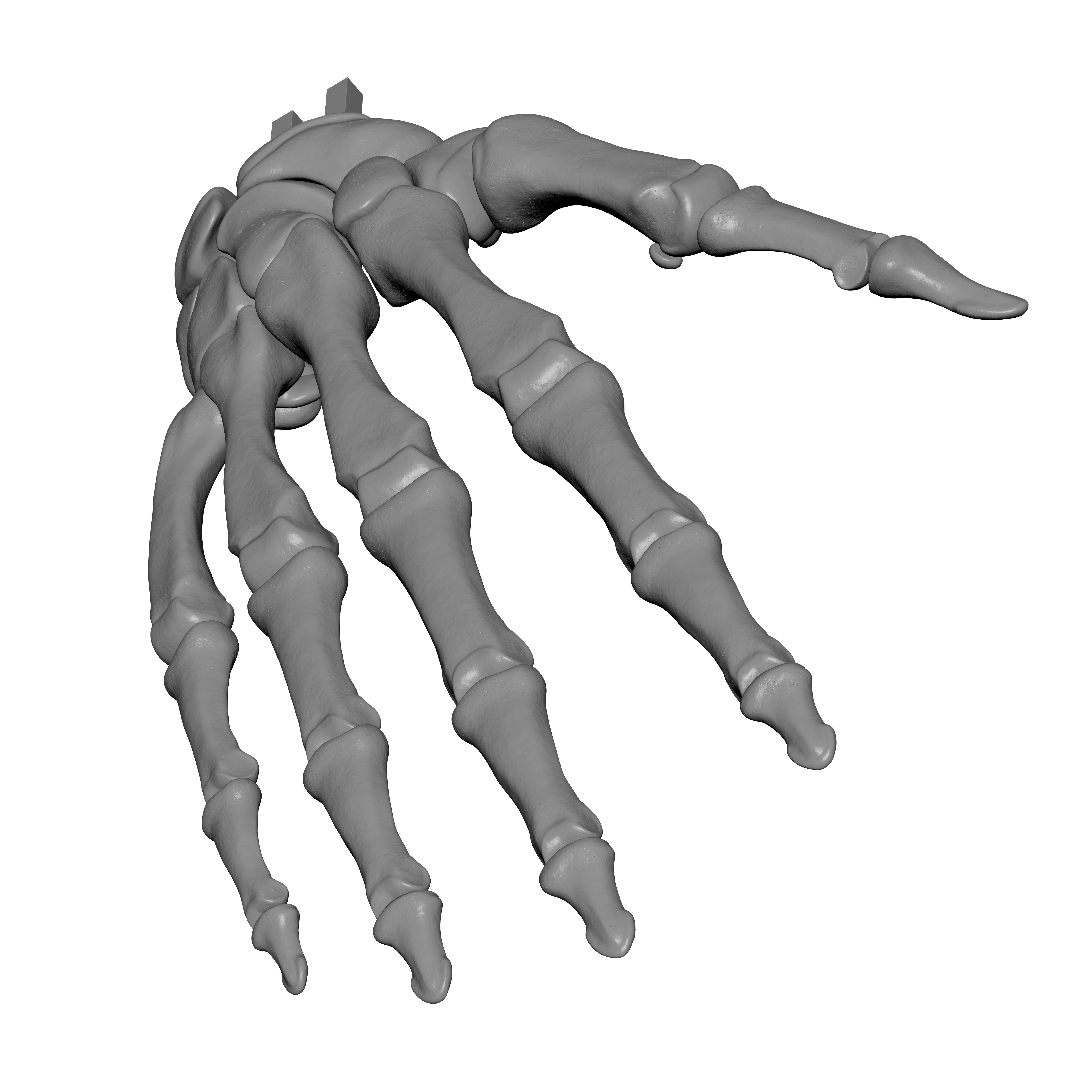 Human Rt Hand Bones 3D print model_9