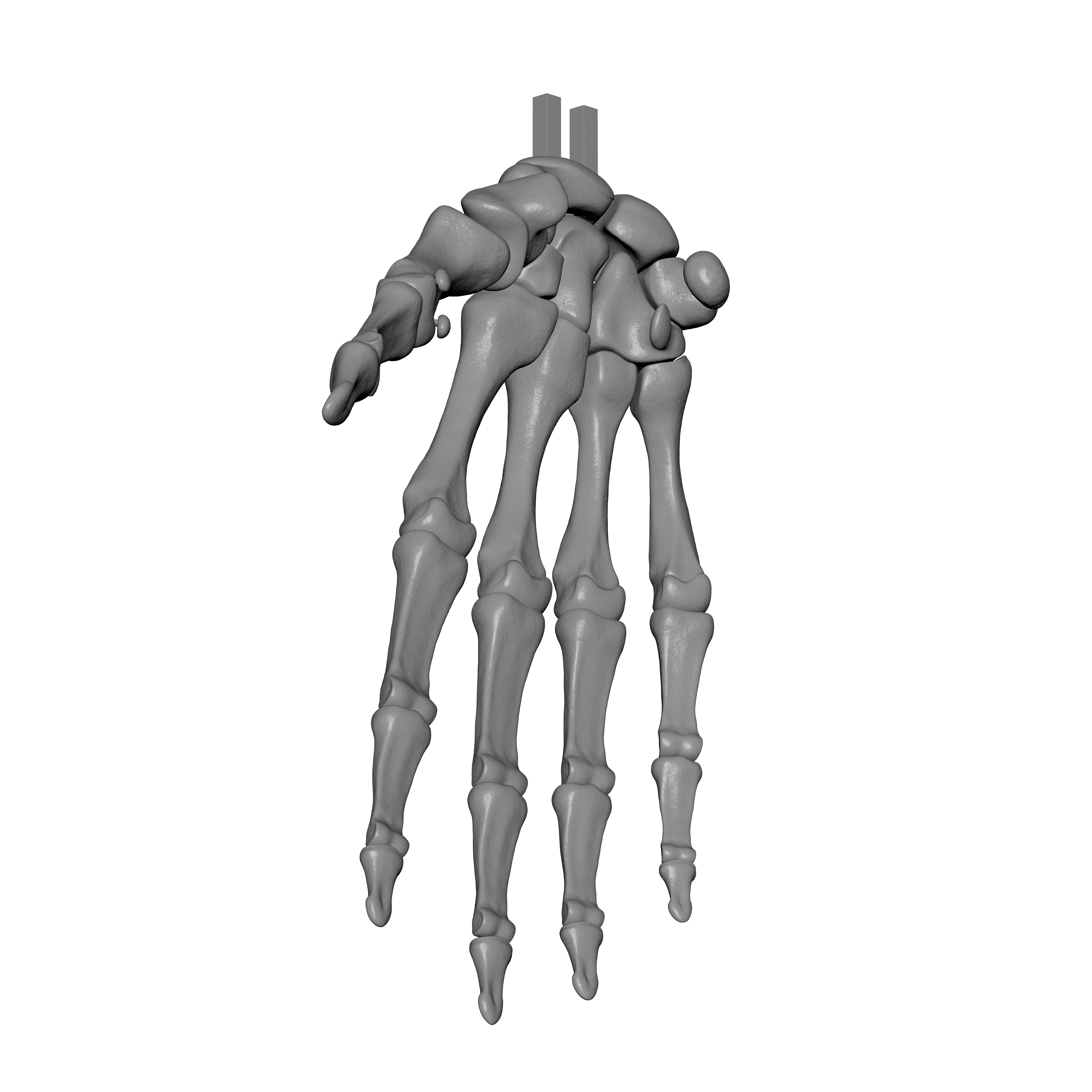 Human Rt Hand Bones 3D print model_3