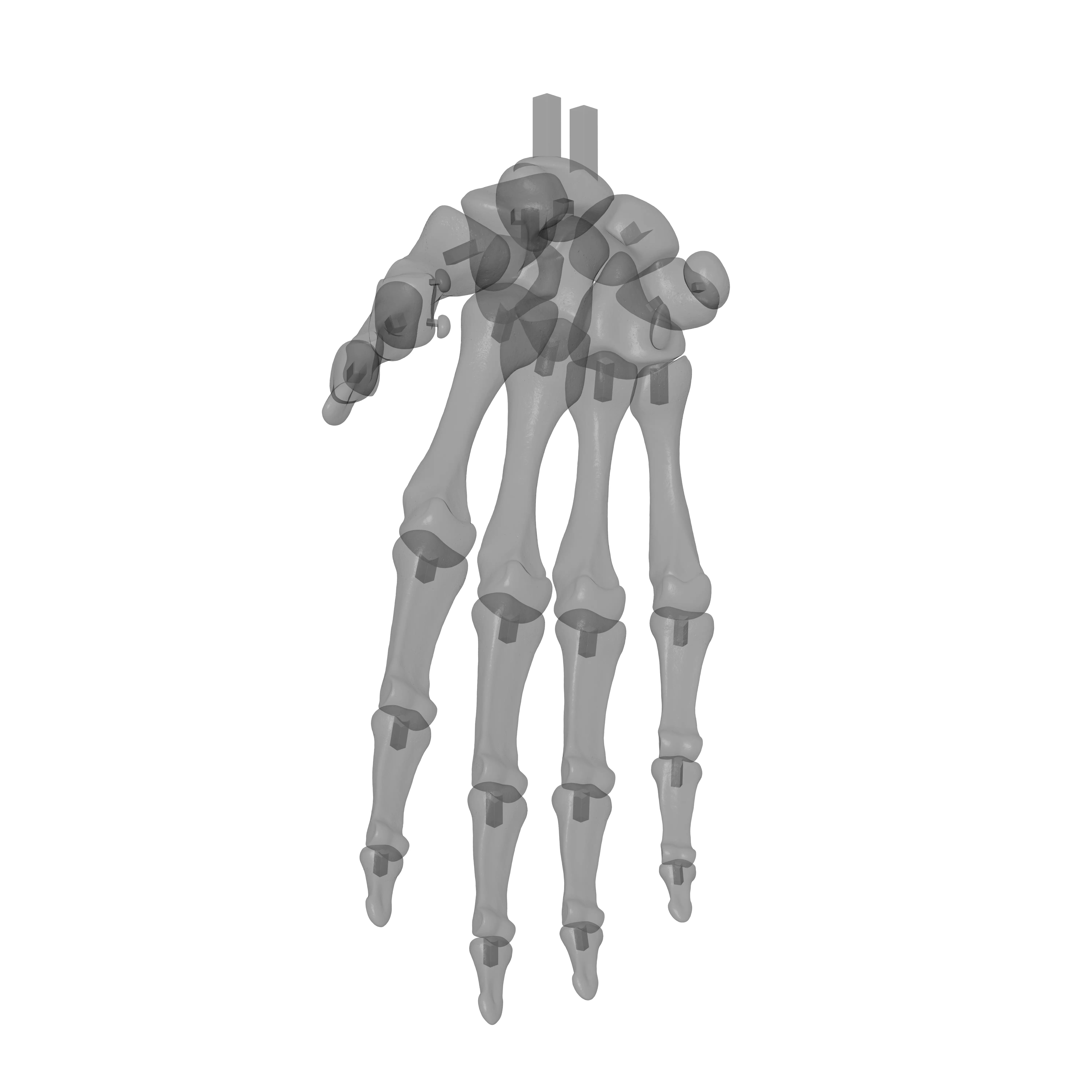 Human Rt Hand Bones 3D print model_15