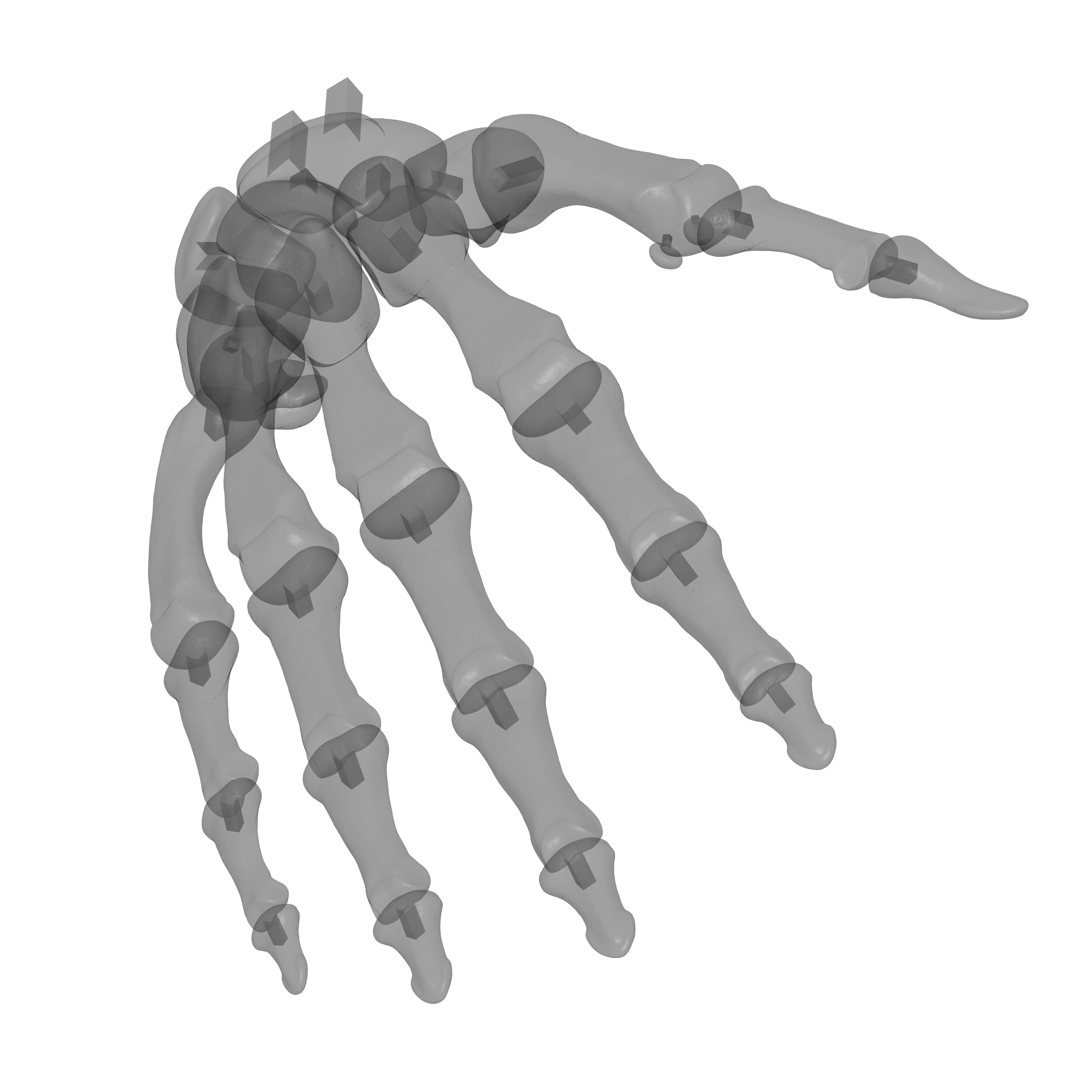 Human Rt Hand Bones 3D print model_21