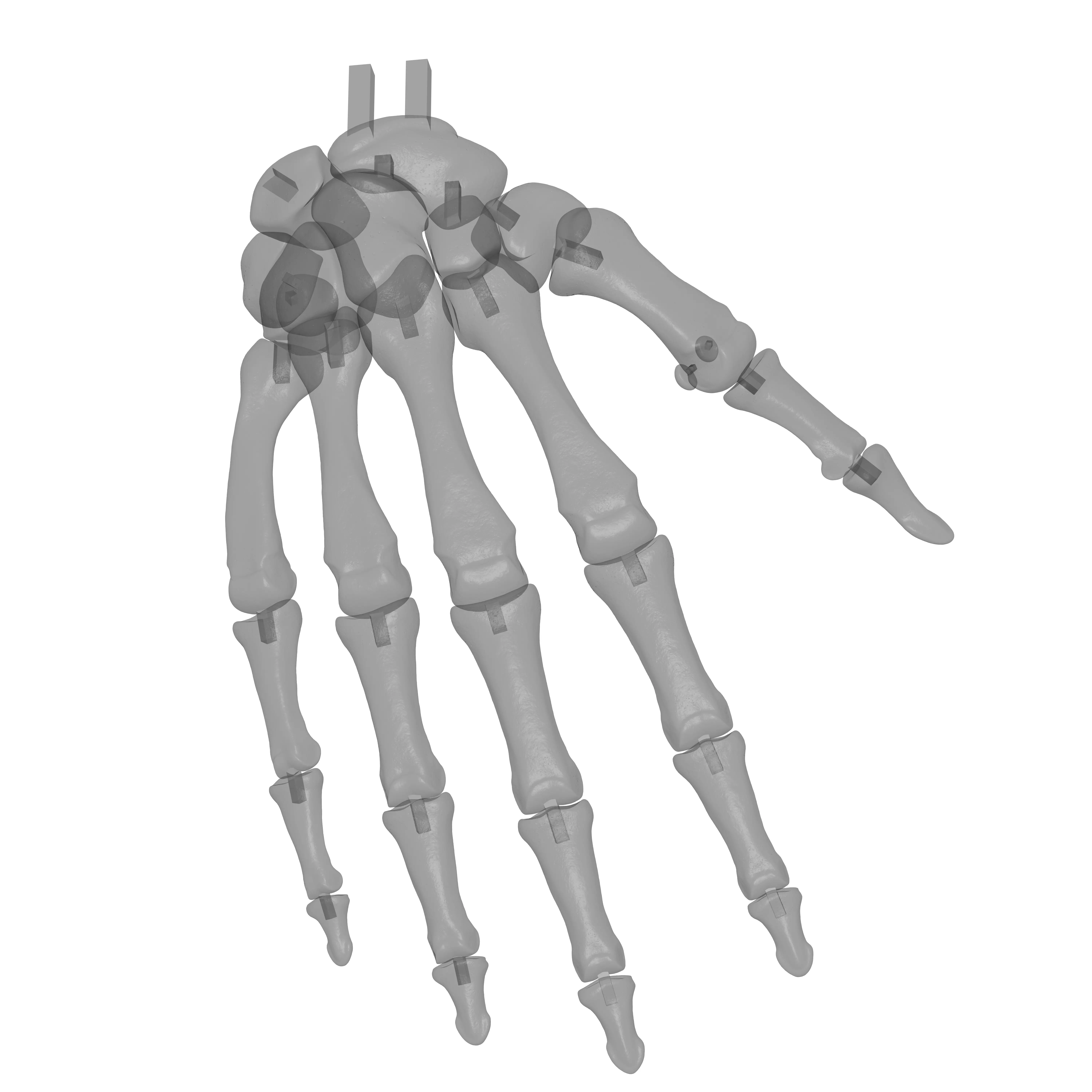 Human Rt Hand Bones 3D print model_13