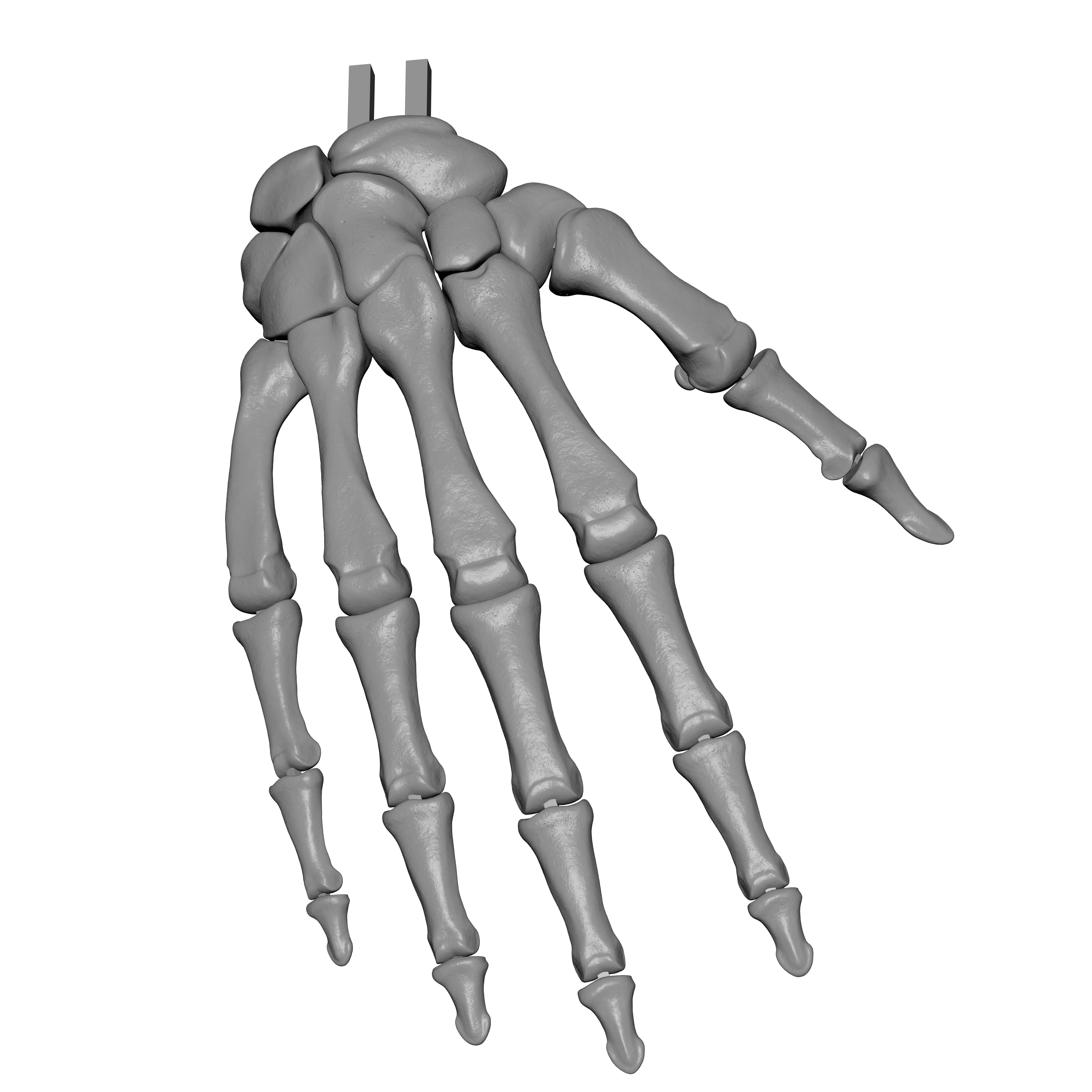 Human Rt Hand Bones 3D print model_1