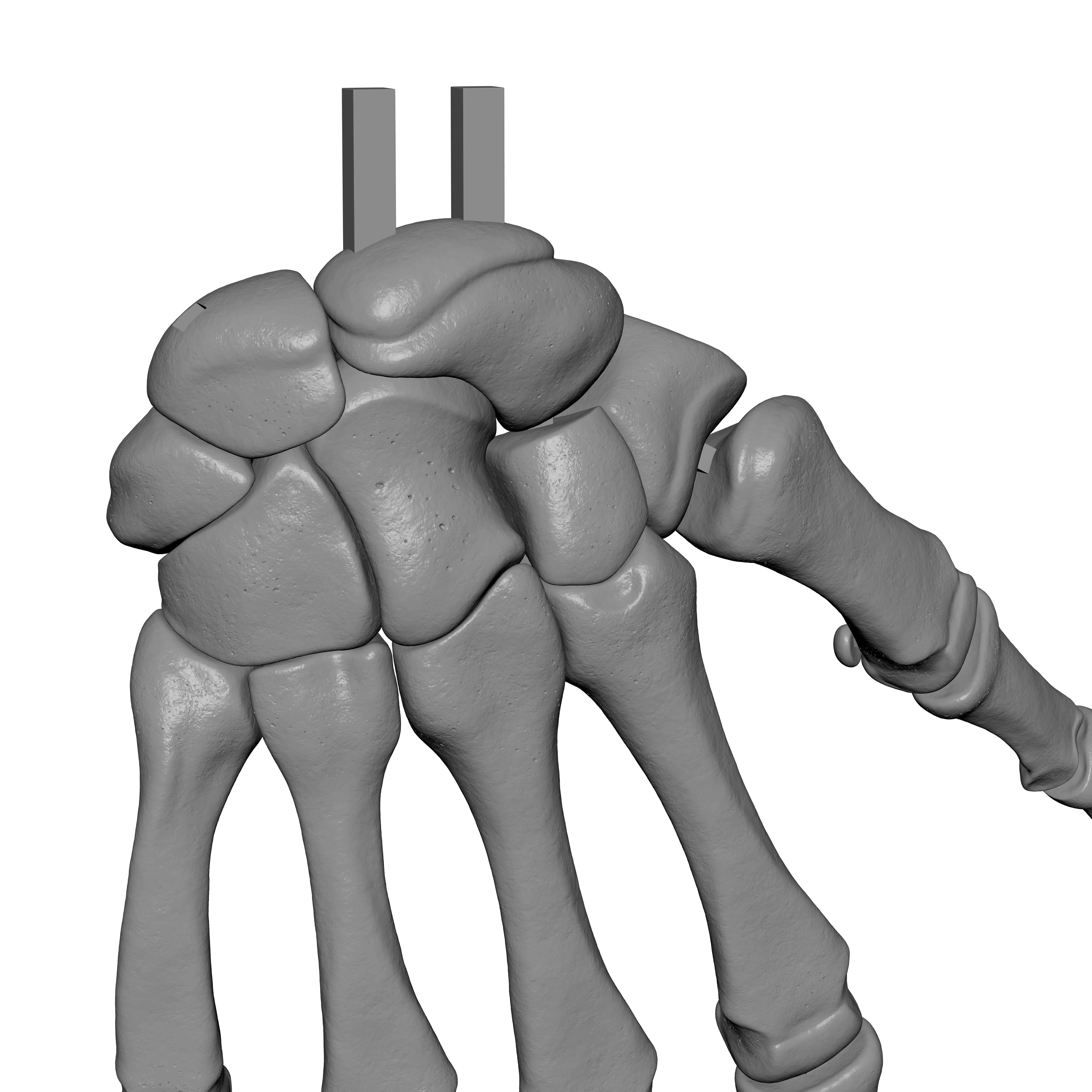 Human Rt Hand Bones 3D print model_12