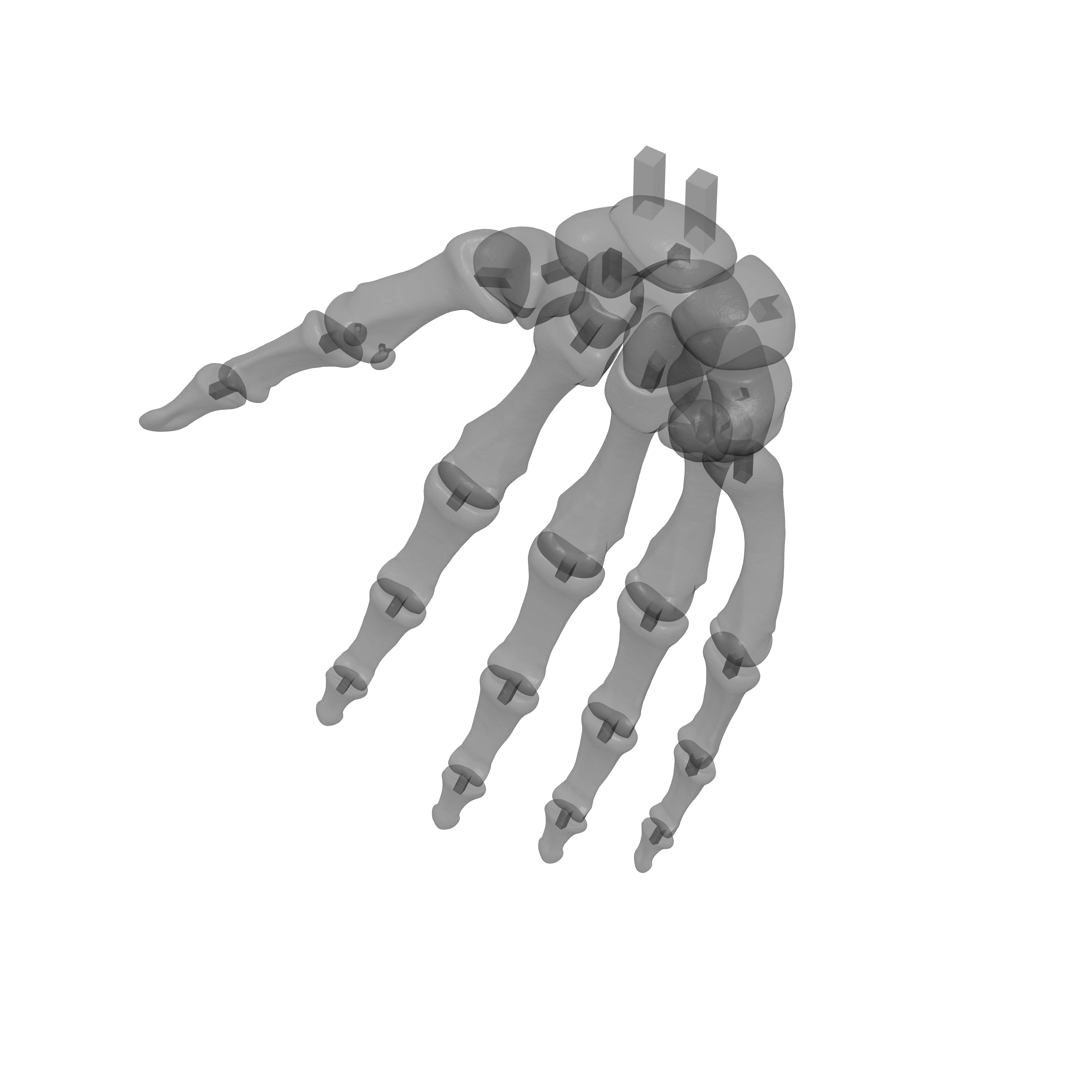 Human Rt Hand Bones 3D print model_18