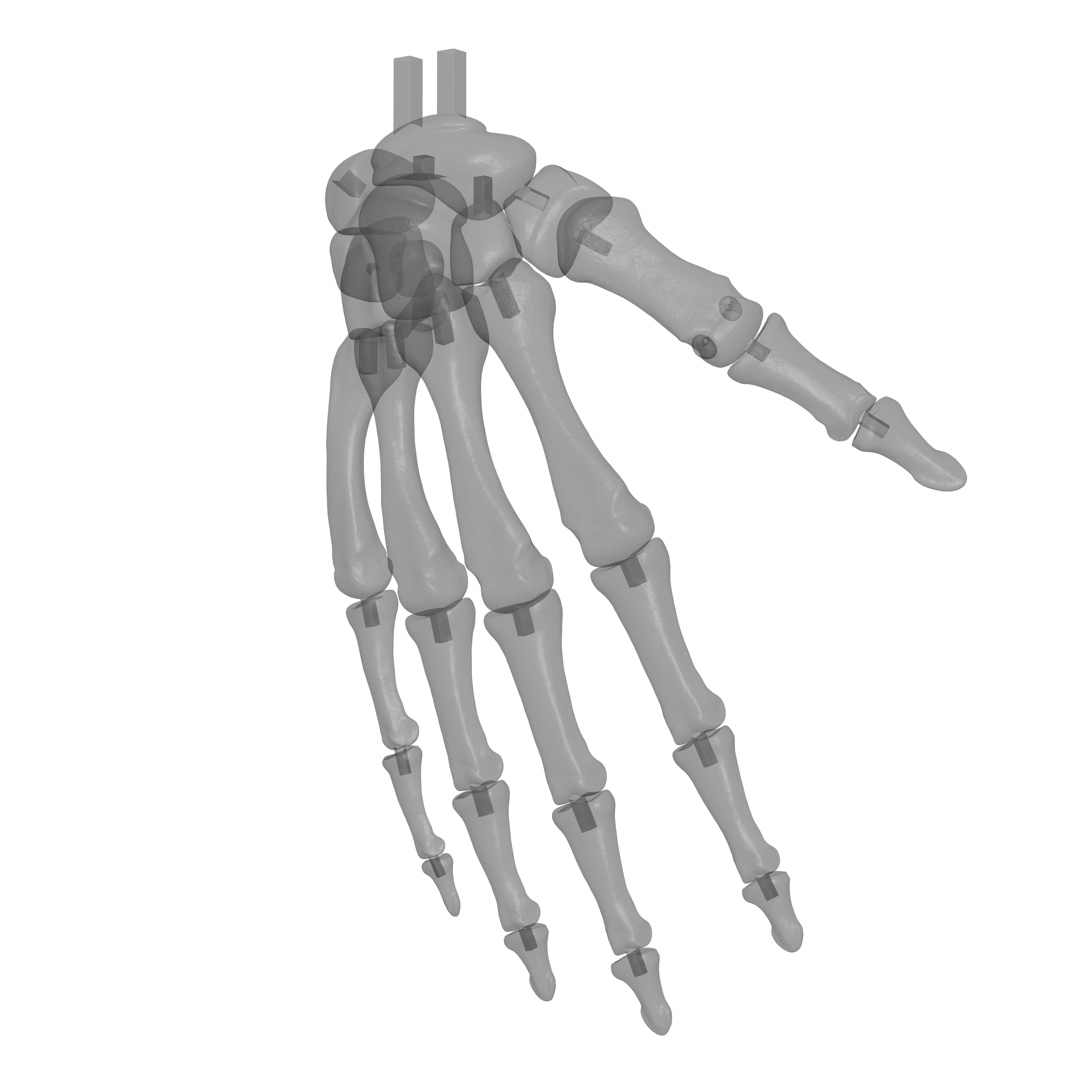 Human Rt Hand Bones 3D print model_16