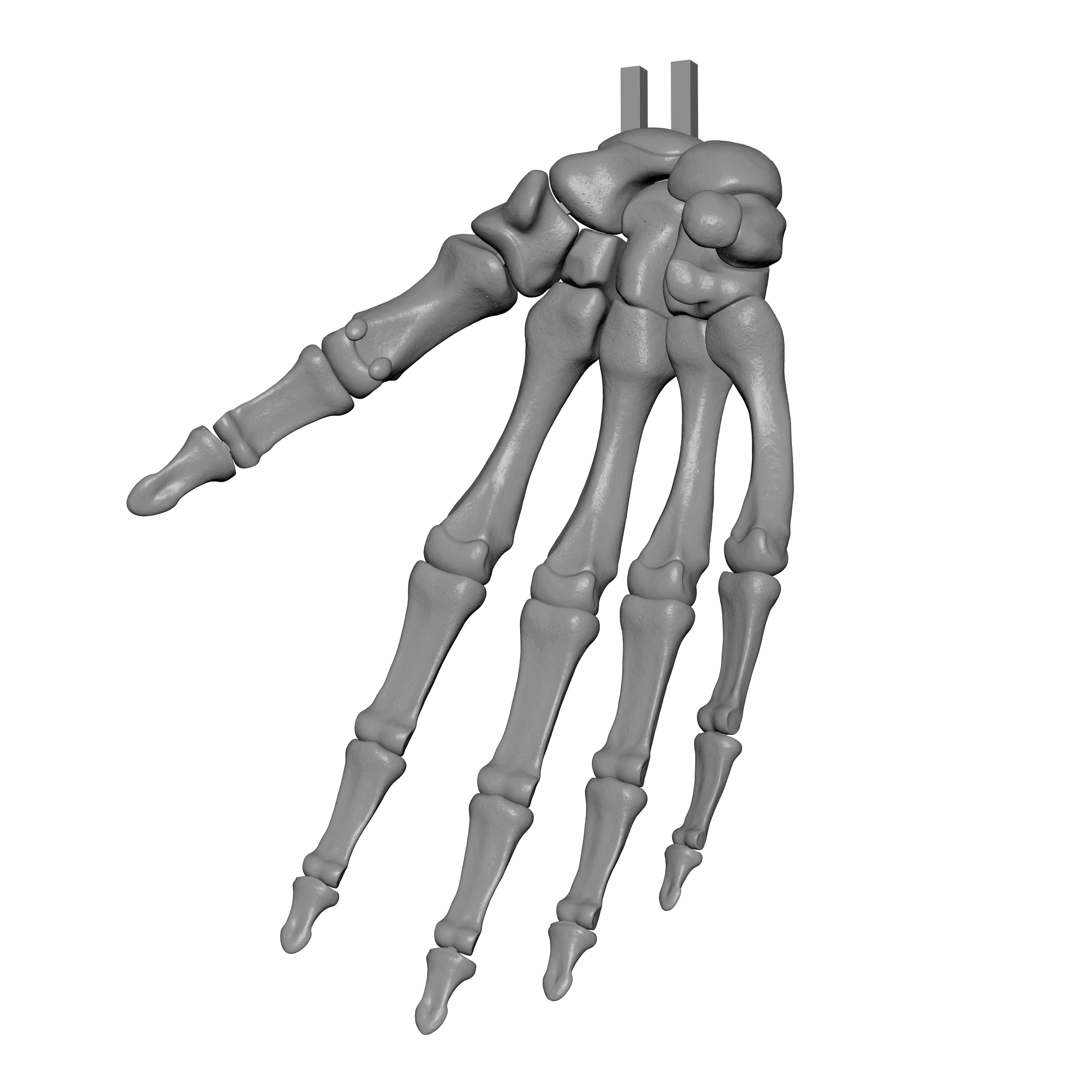 Human Rt Hand Bones 3D print model_2