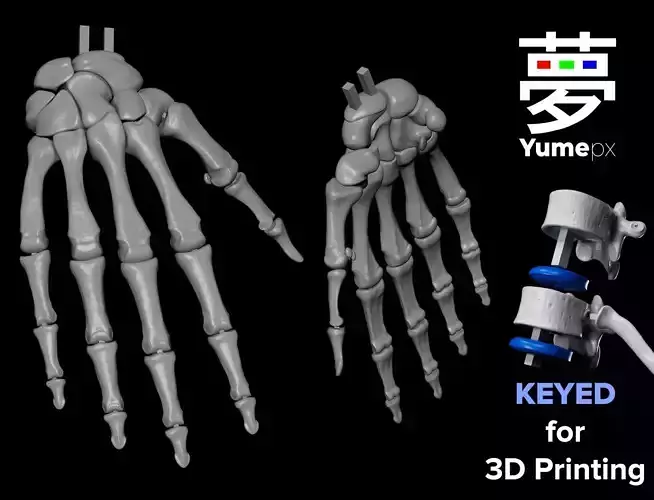 Human Rt Hand Bones 3D print model