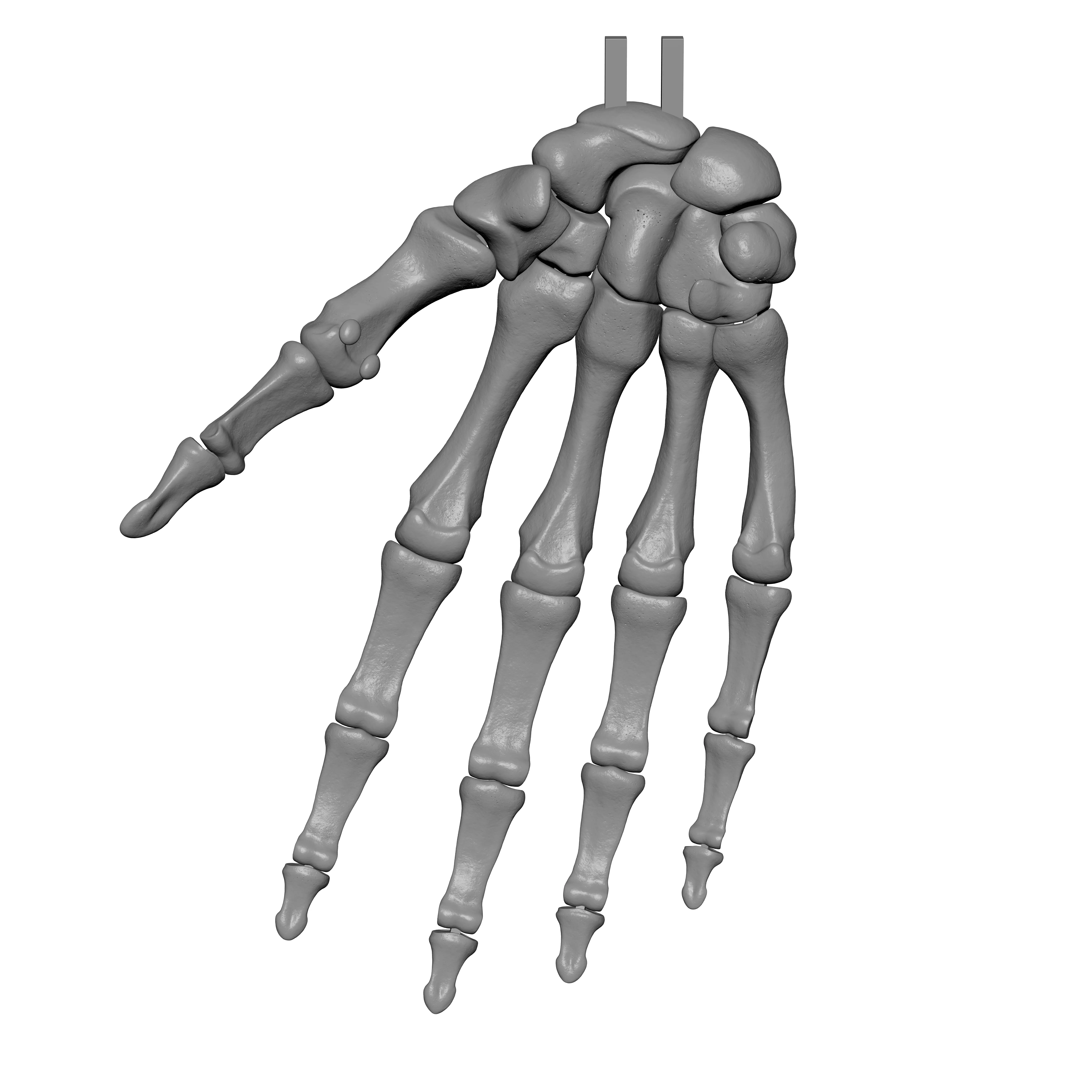 Human Rt Hand Bones 3D print model_7