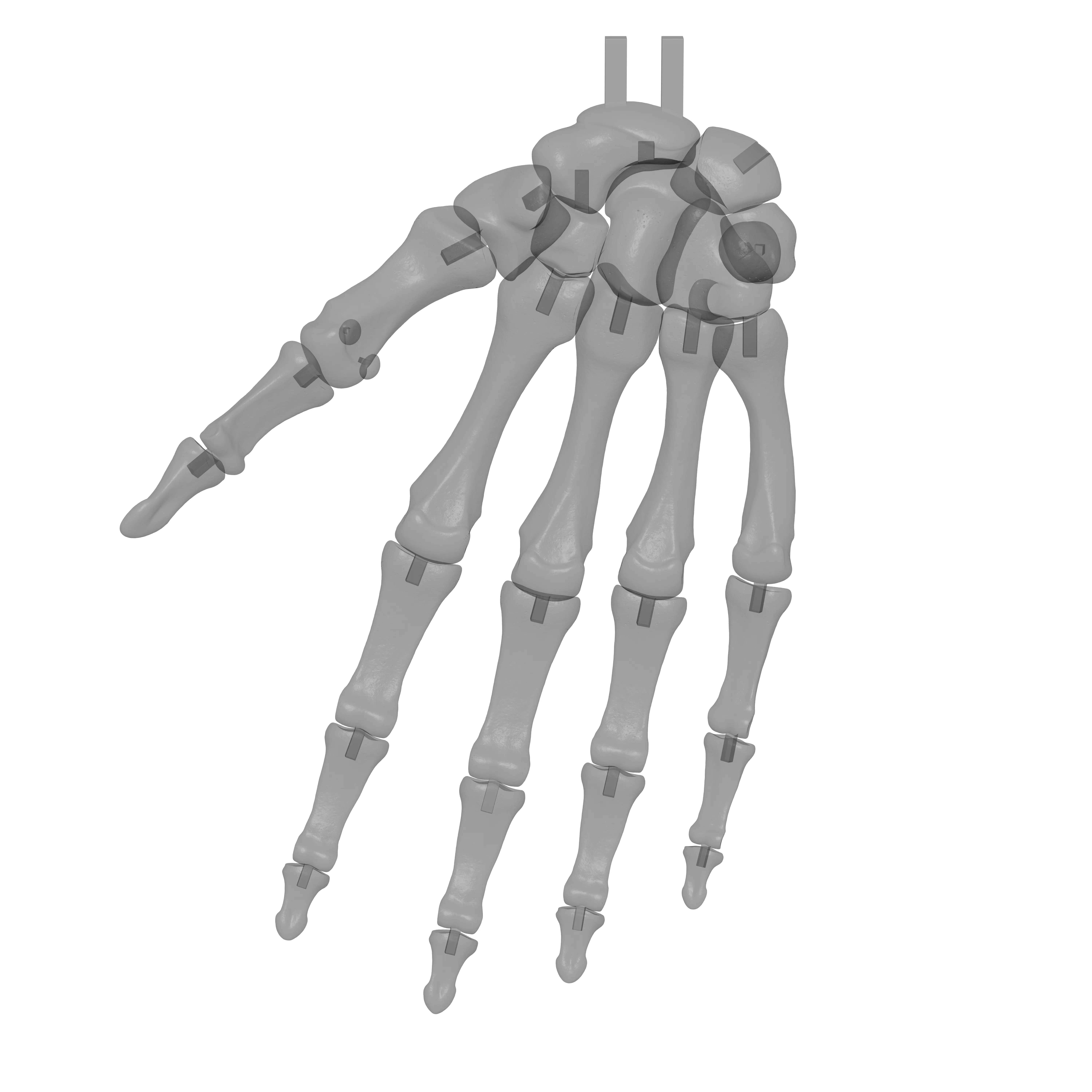 Human Rt Hand Bones 3D print model_19