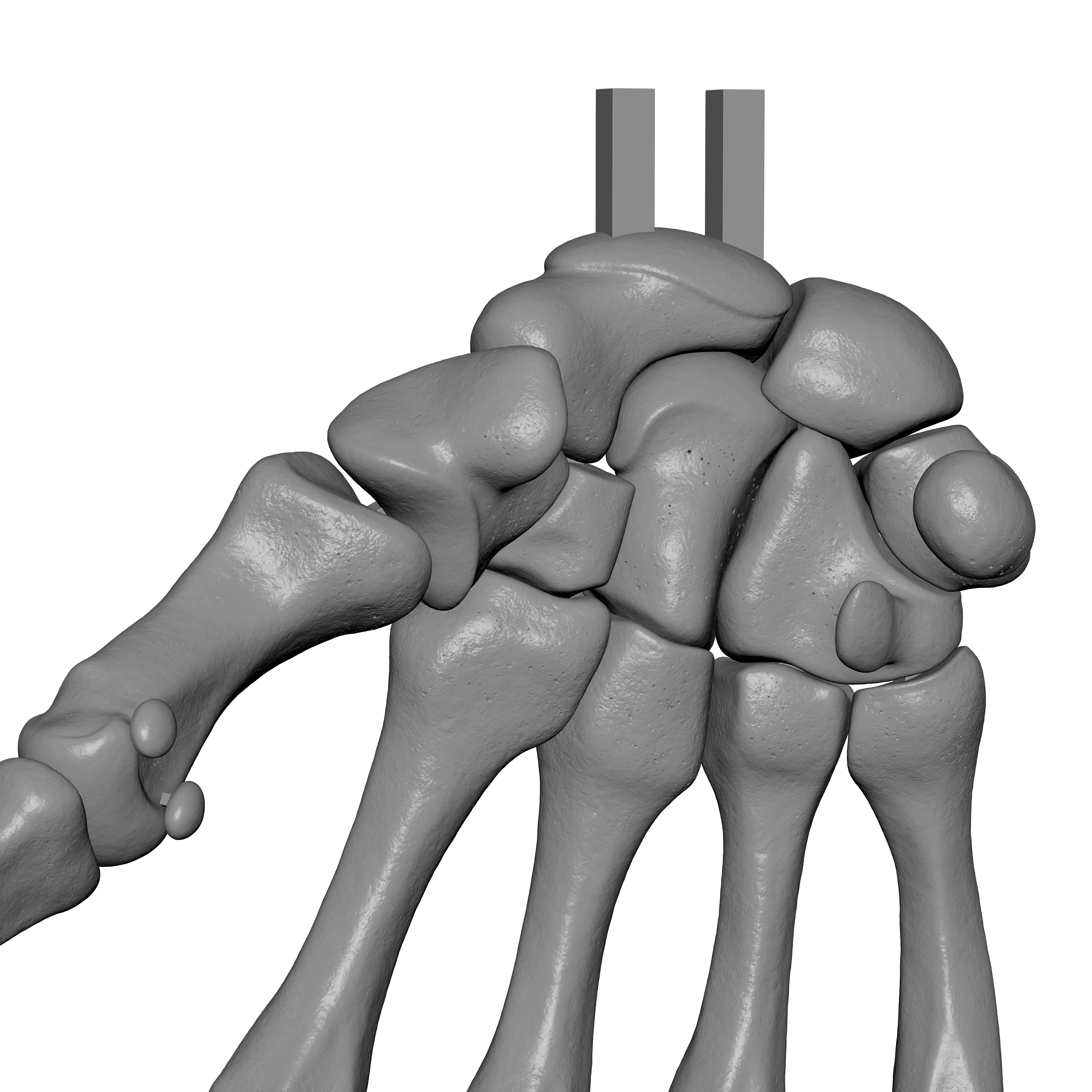 Human Rt Hand Bones 3D print model_11