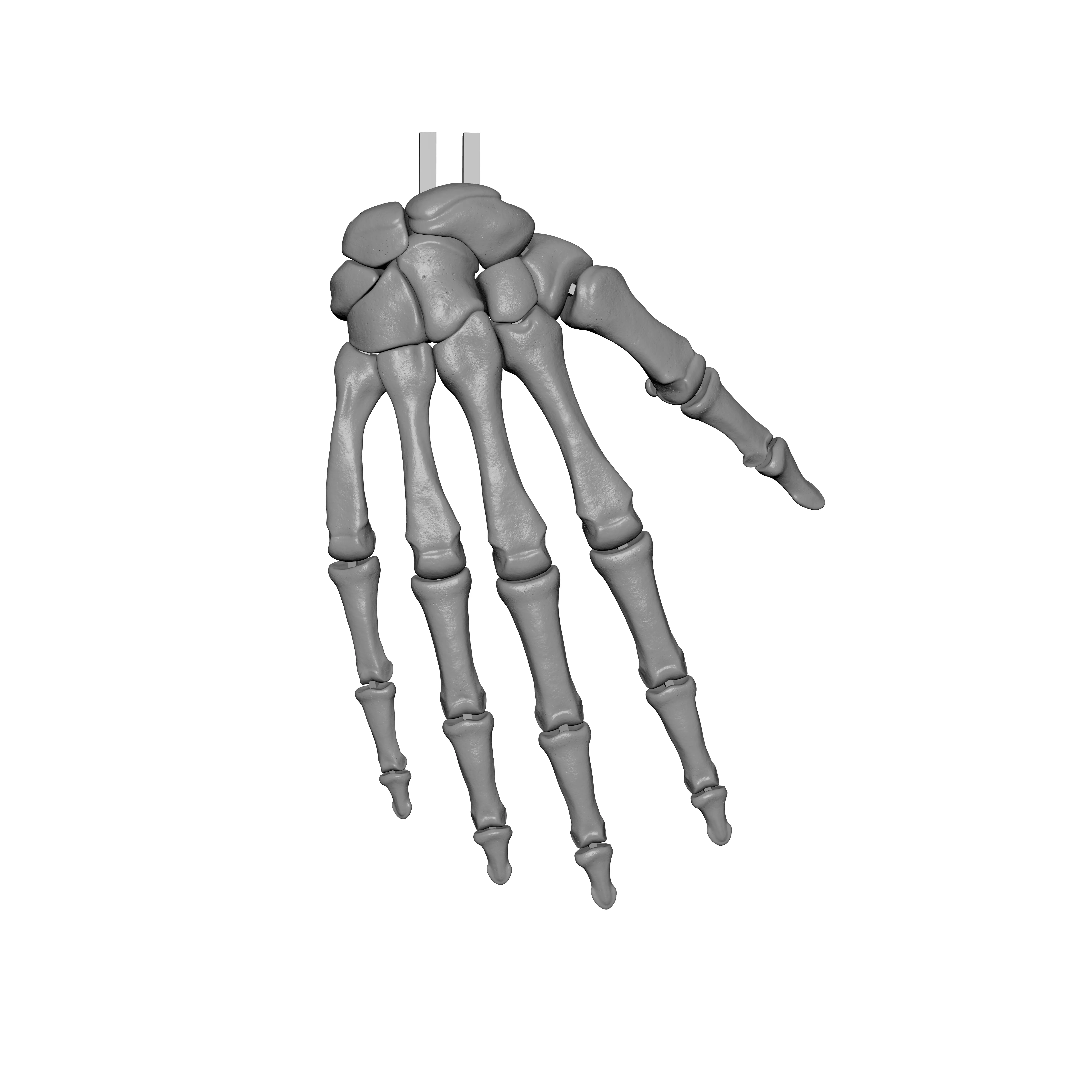 Human Rt Hand Bones 3D print model_10