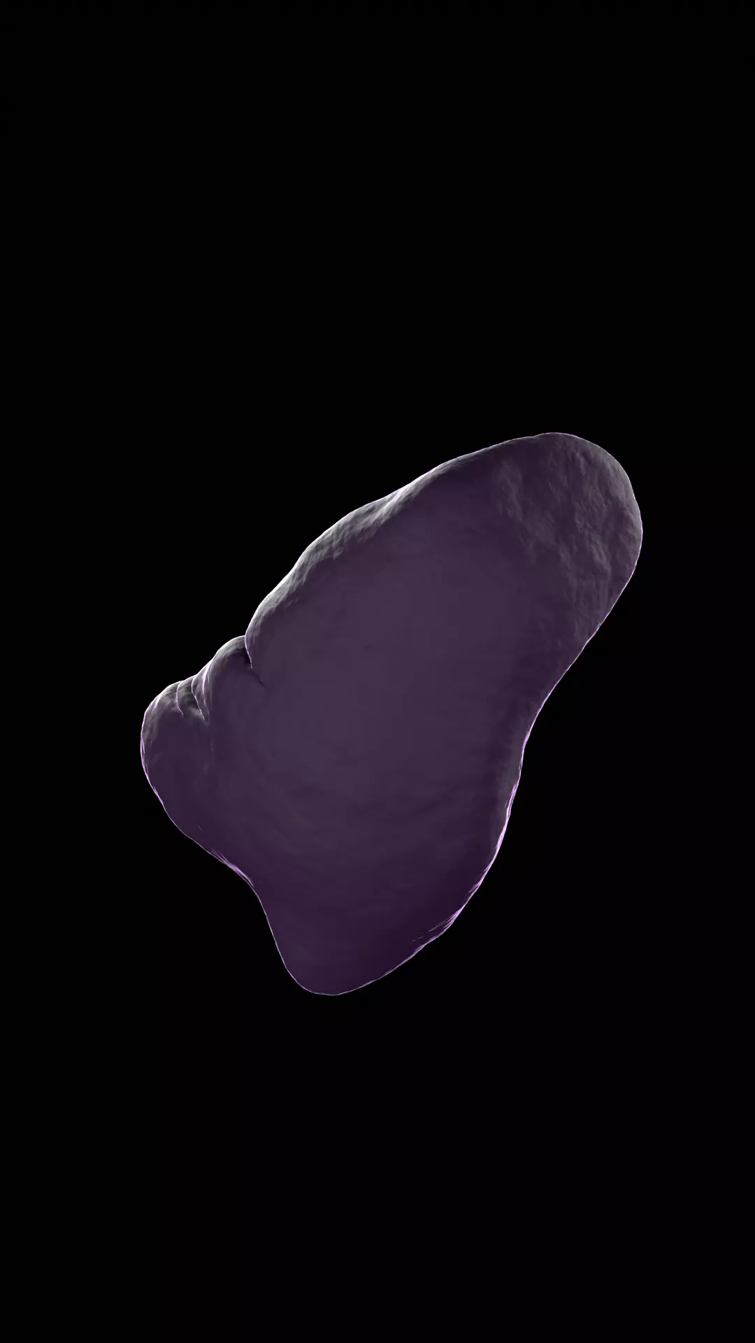 spleen anatomy 3D model