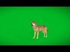 Asian Animals Pack Bundle Low-poly 3D model_1