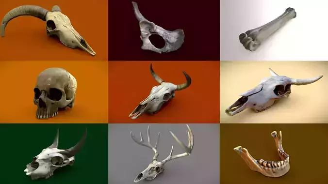 Skulls and Bones Package