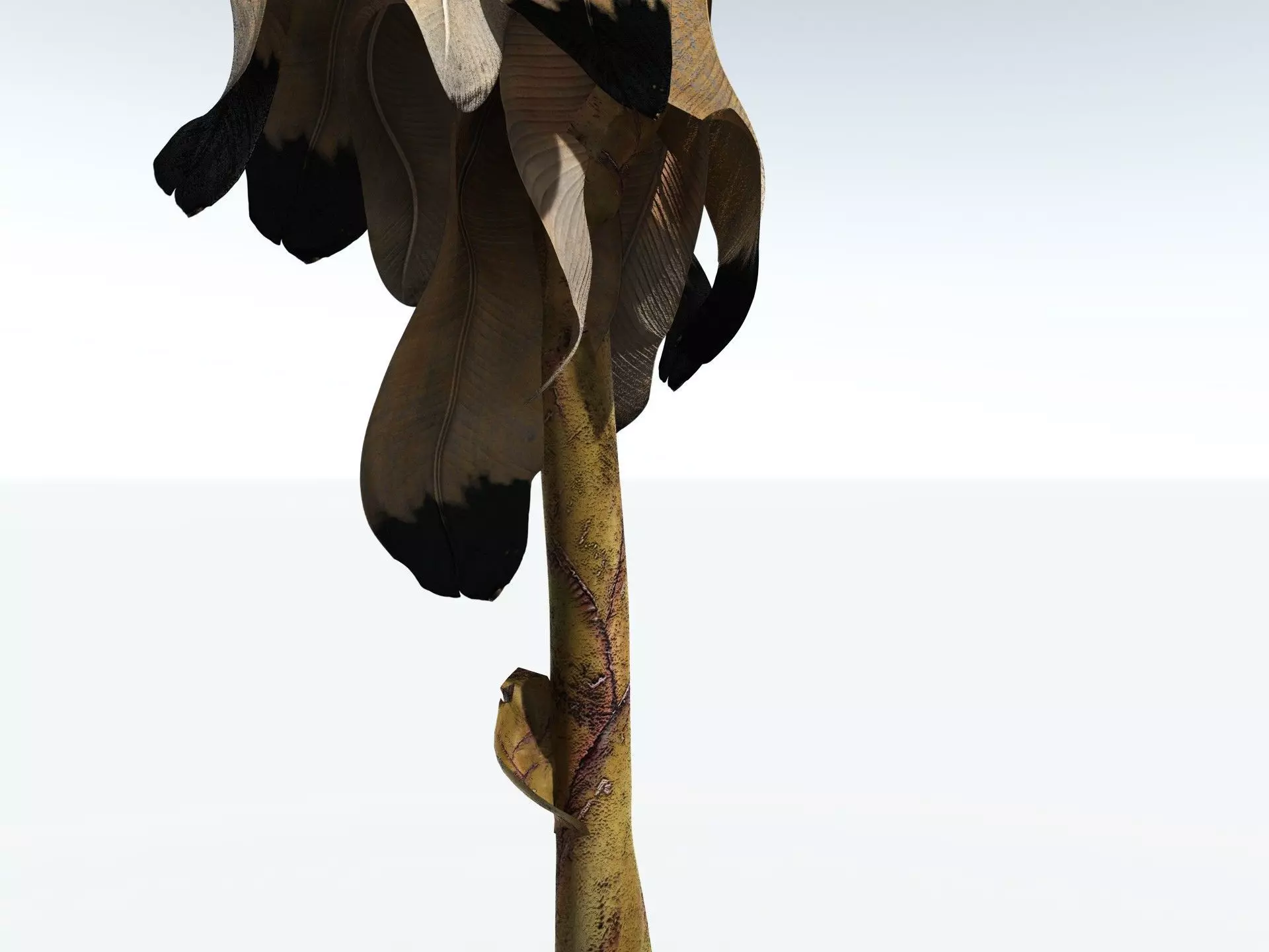 EVERYPlant Banana Plant 3D model_27