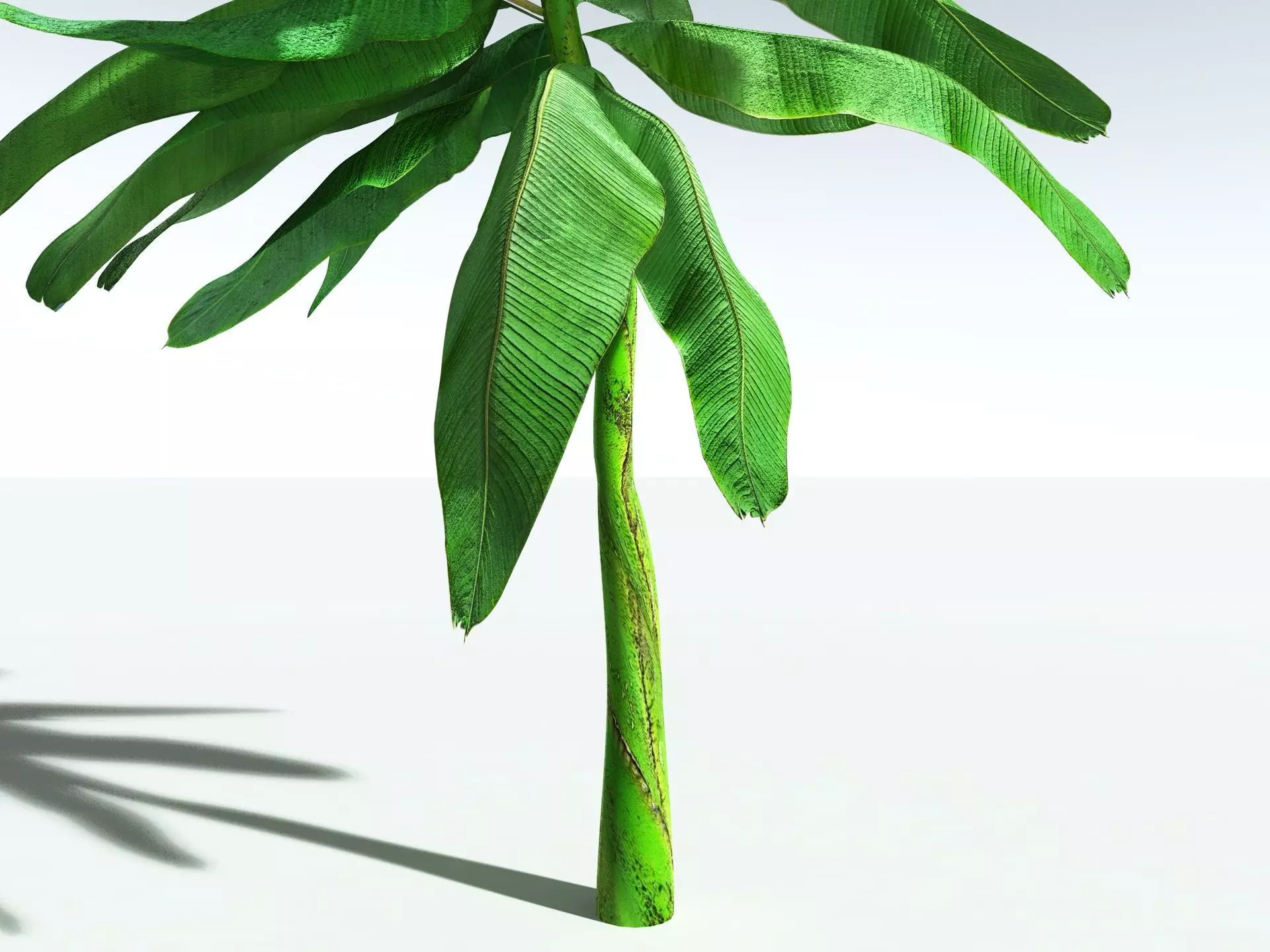 EVERYPlant Banana Plant 3D model_33