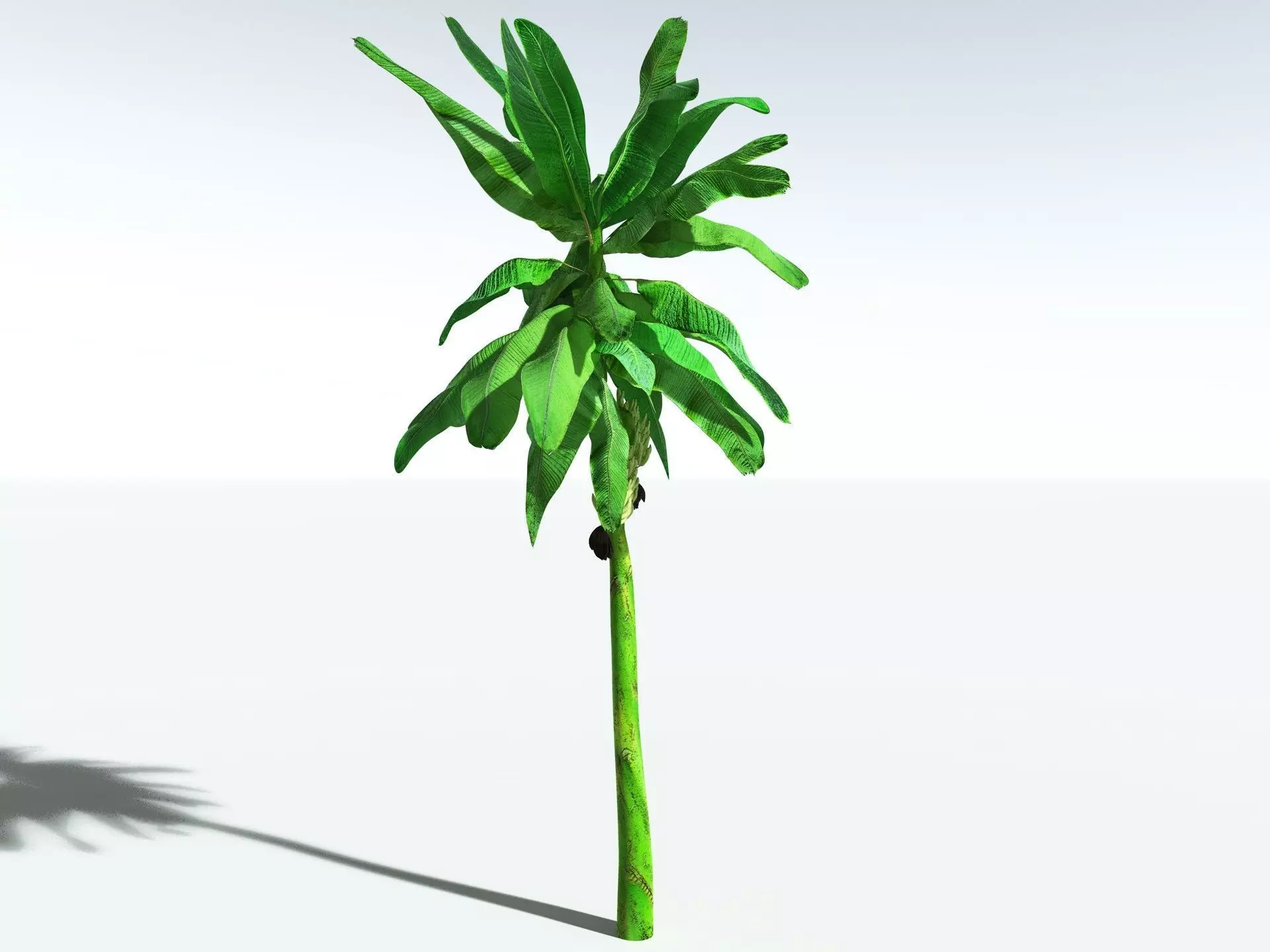 EVERYPlant Banana Plant 3D model_2