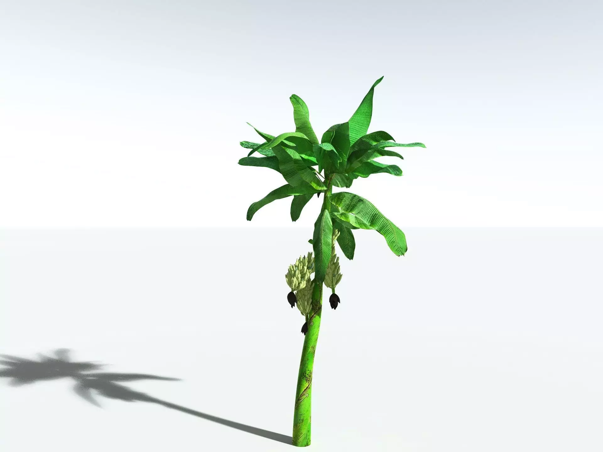 EVERYPlant Banana Plant 3D model_0