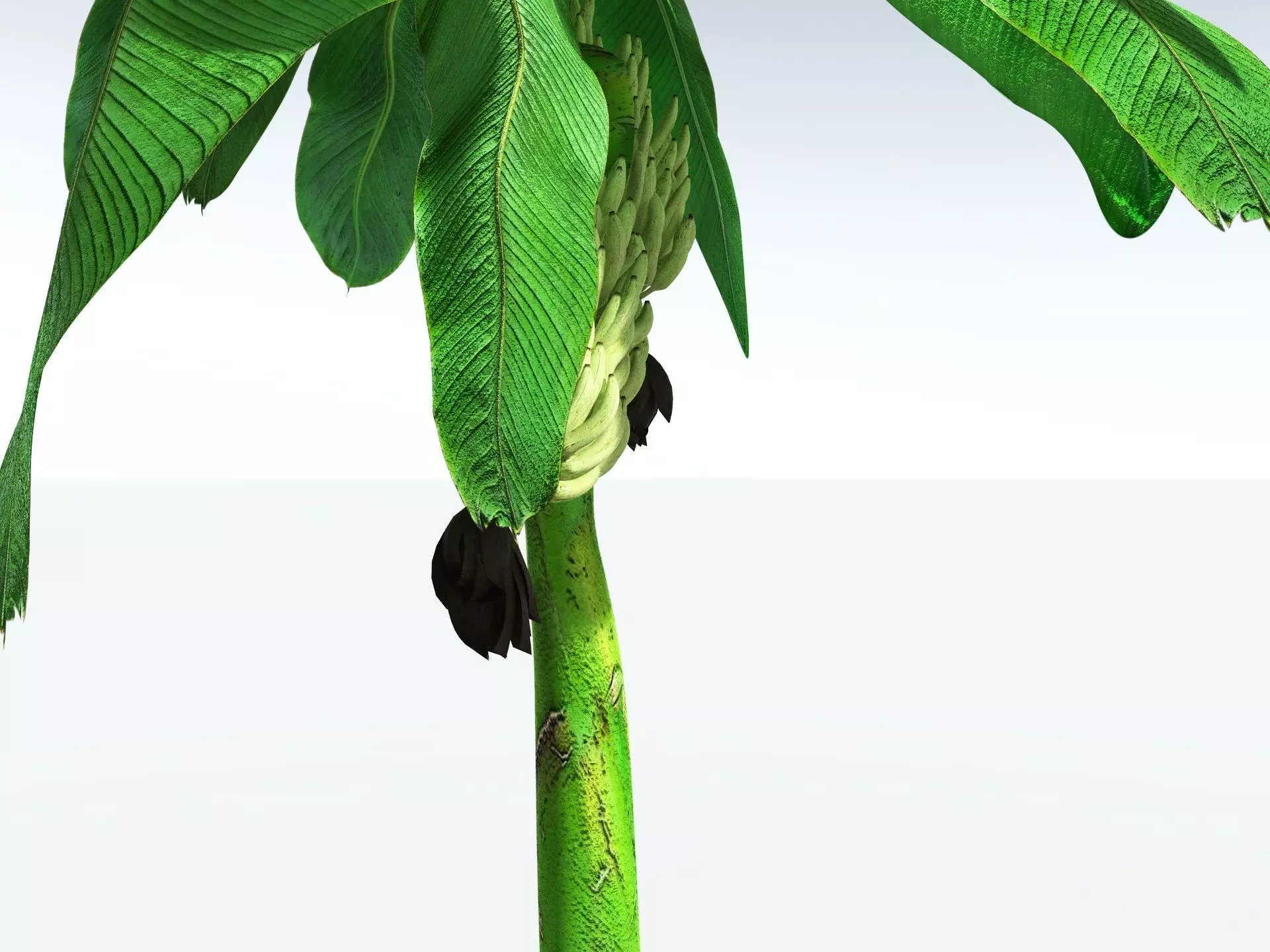 EVERYPlant Banana Plant 3D model_3
