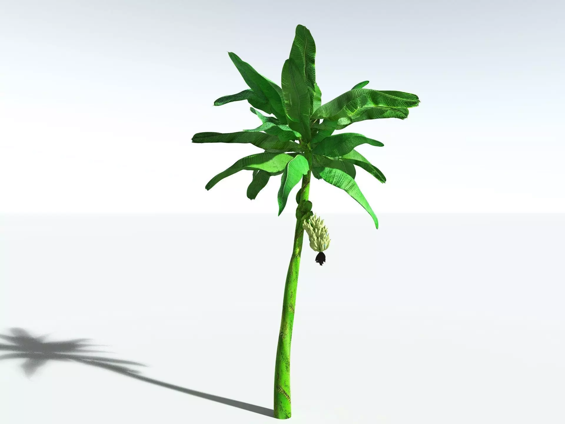 EVERYPlant Banana Plant 3D model_8