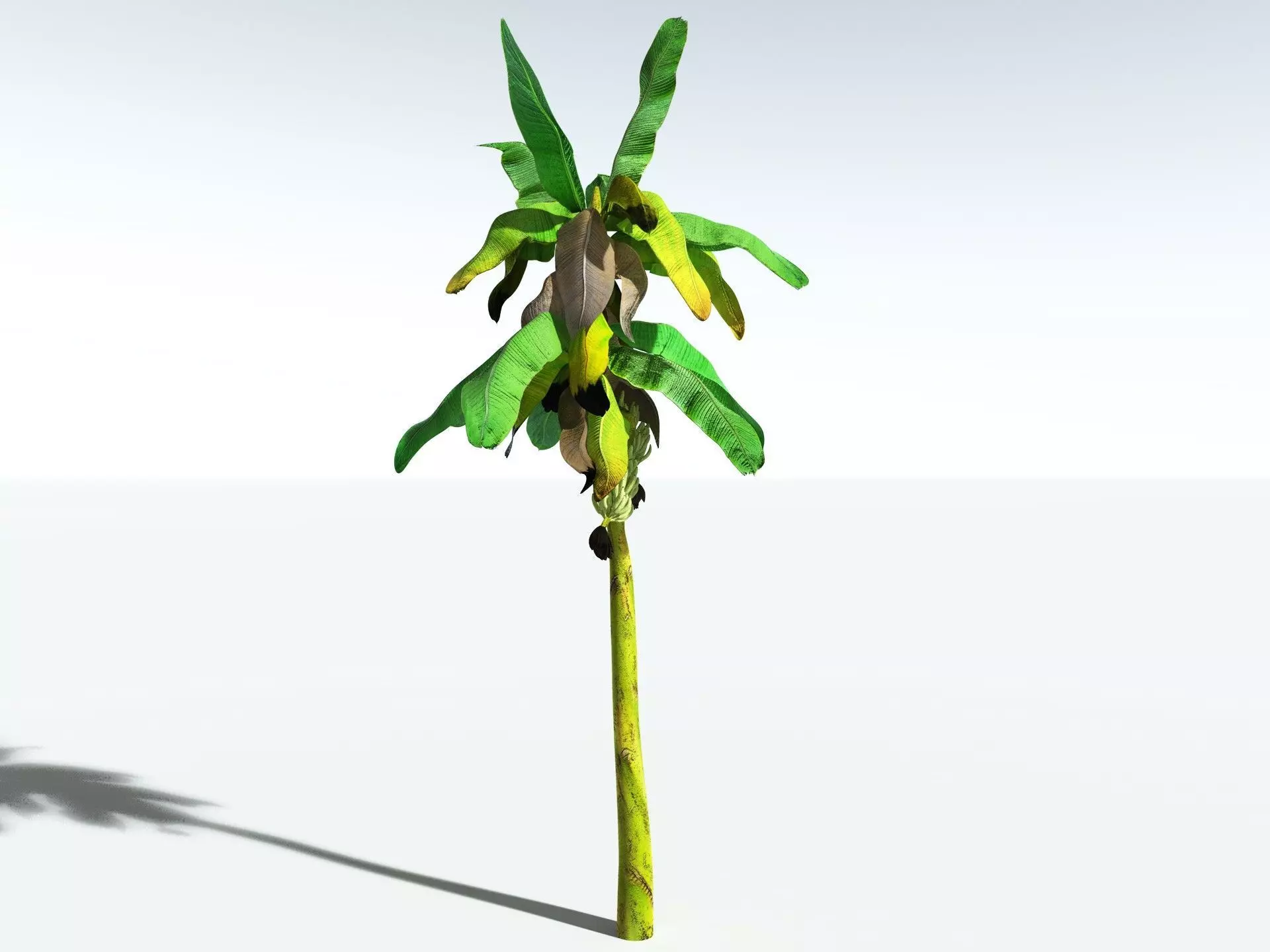 EVERYPlant Banana Plant 3D model_22