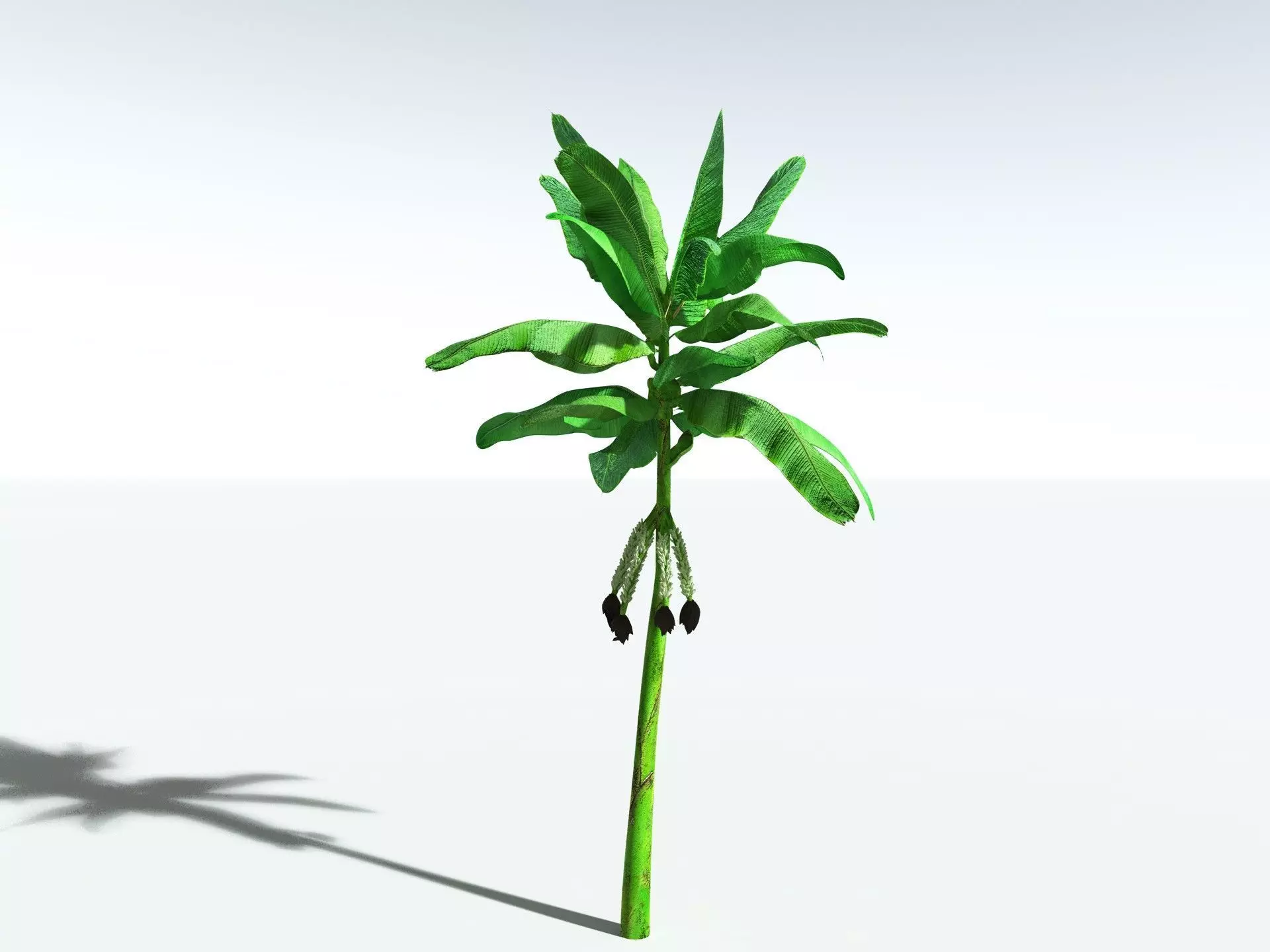 EVERYPlant Banana Plant 3D model_14