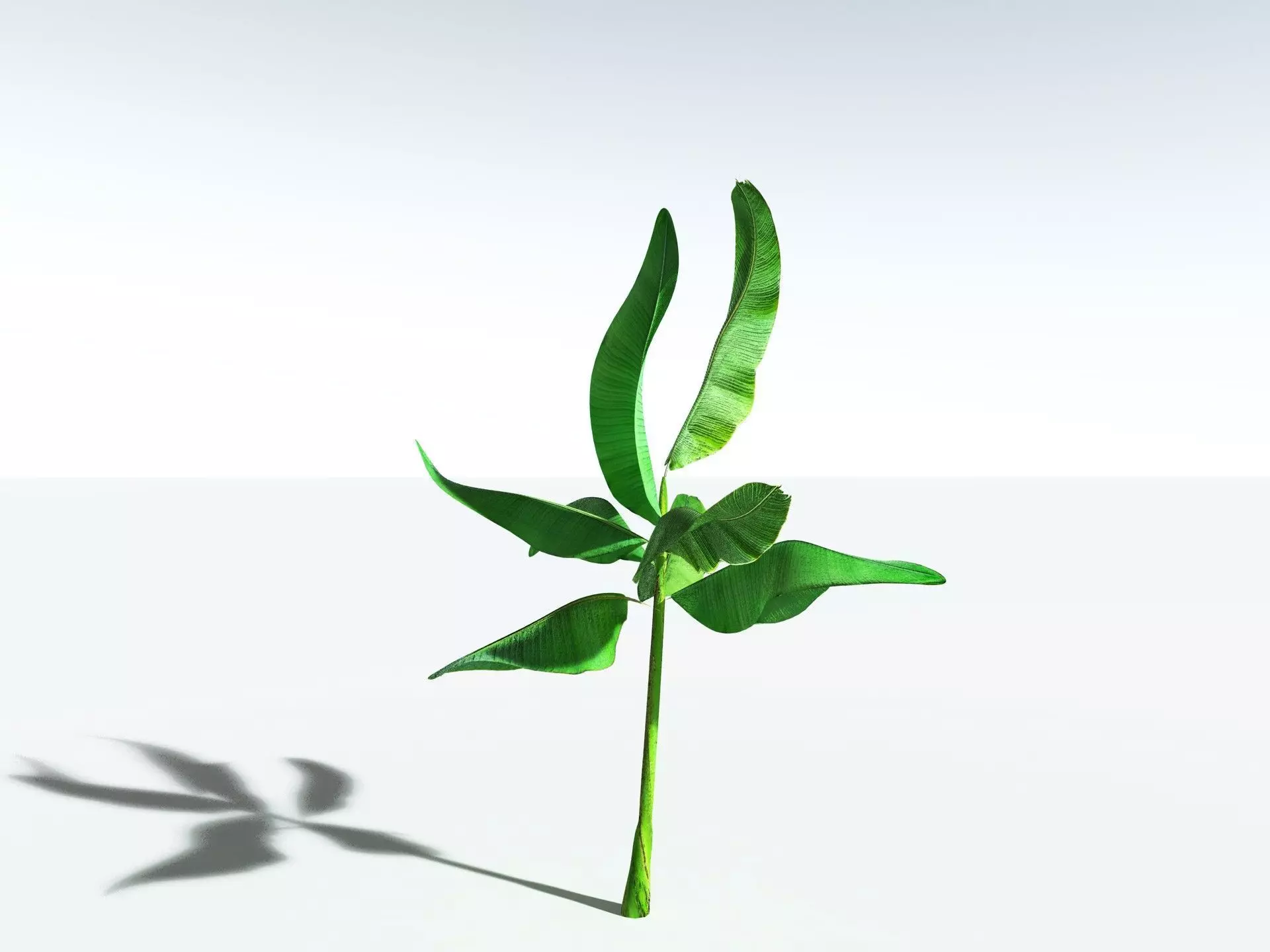 EVERYPlant Banana Plant 3D model_35