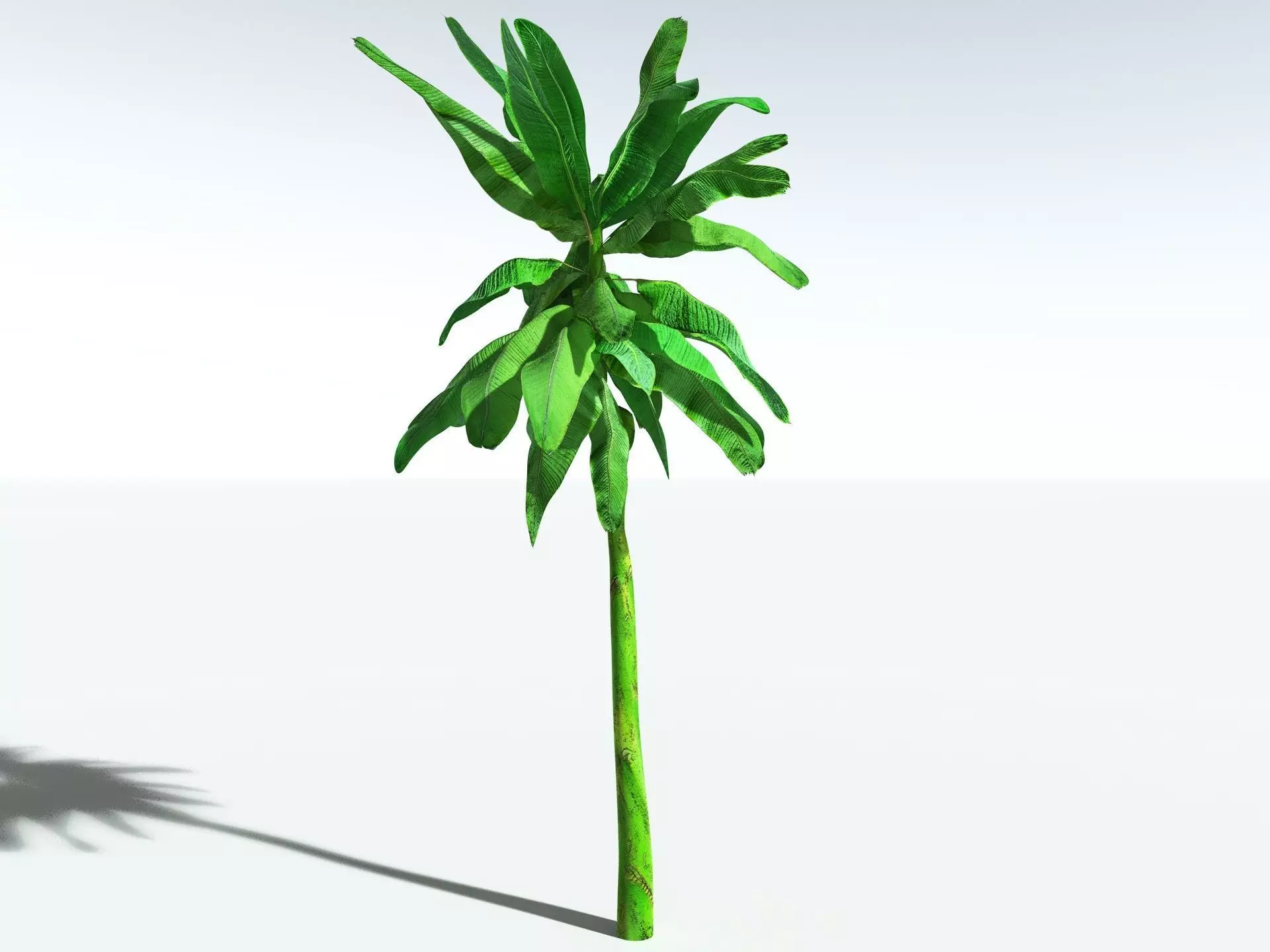 EVERYPlant Banana Plant 3D model_12