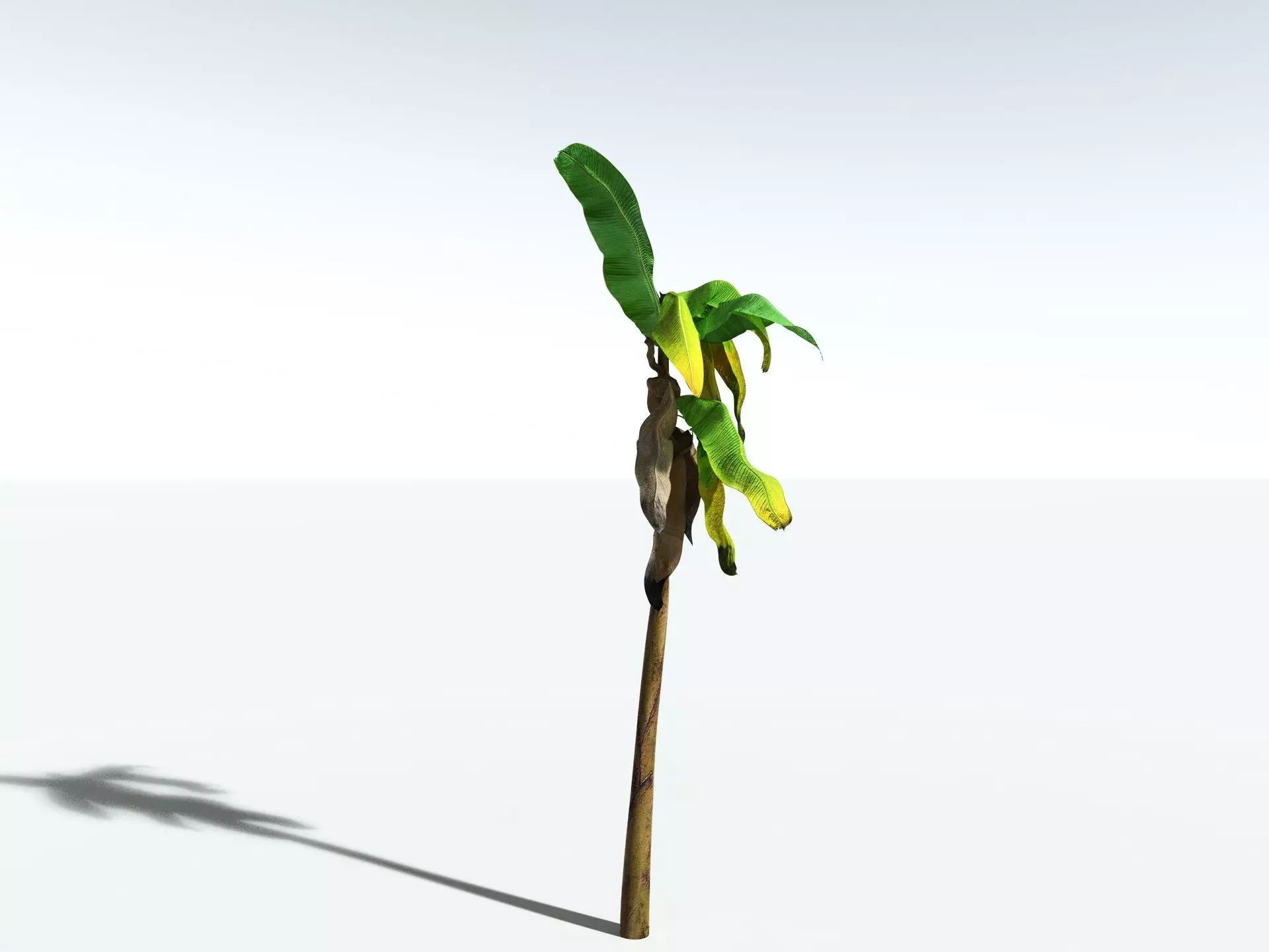 EVERYPlant Banana Plant 3D model_24