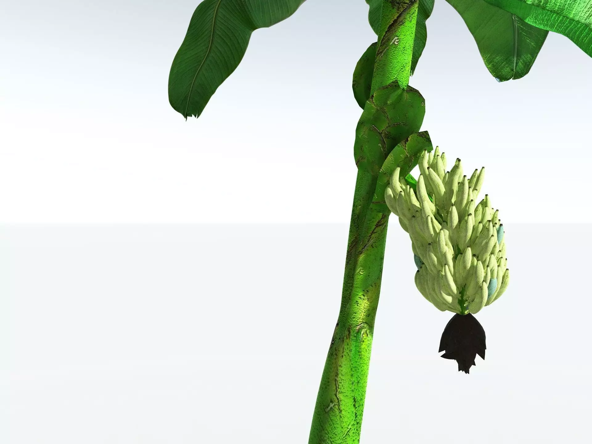 EVERYPlant Banana Plant 3D model_9
