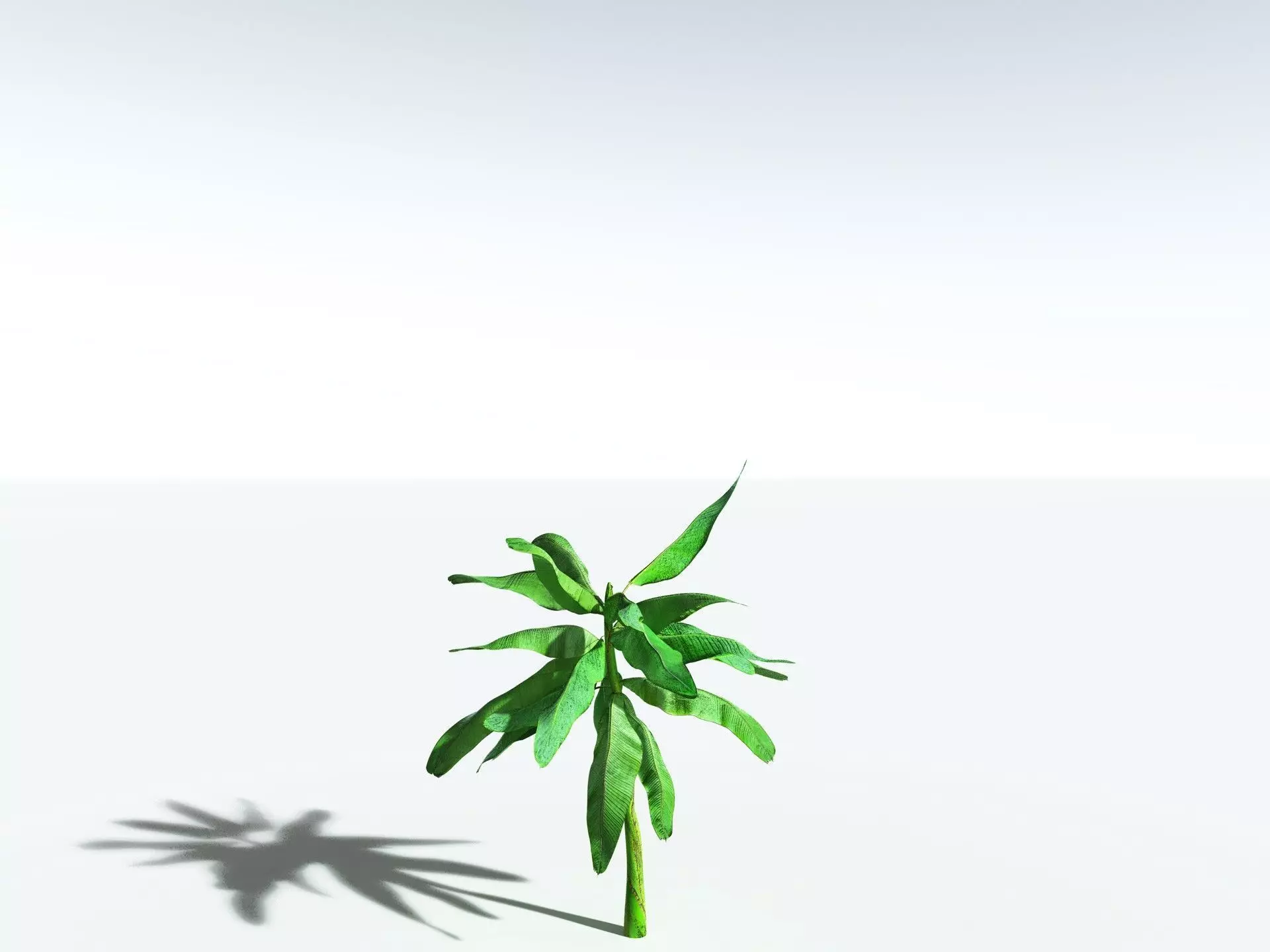 EVERYPlant Banana Plant 3D model_32