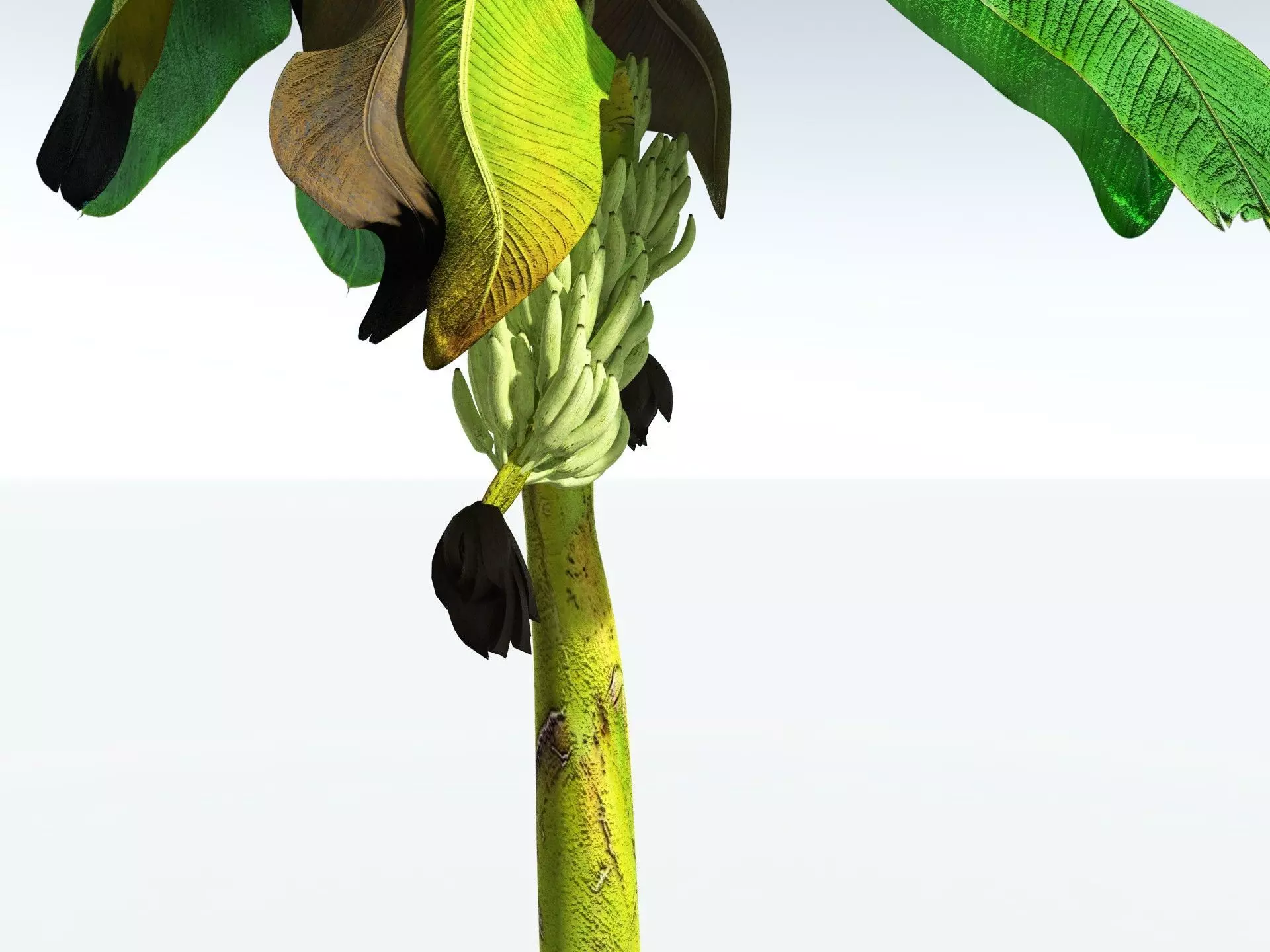 EVERYPlant Banana Plant 3D model_23
