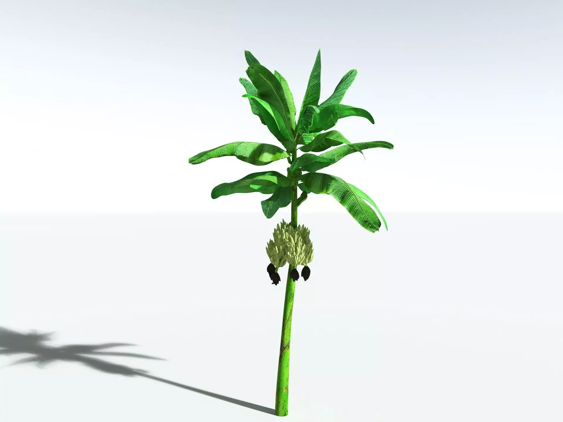 EVERYPlant Banana Plant 3D model_4