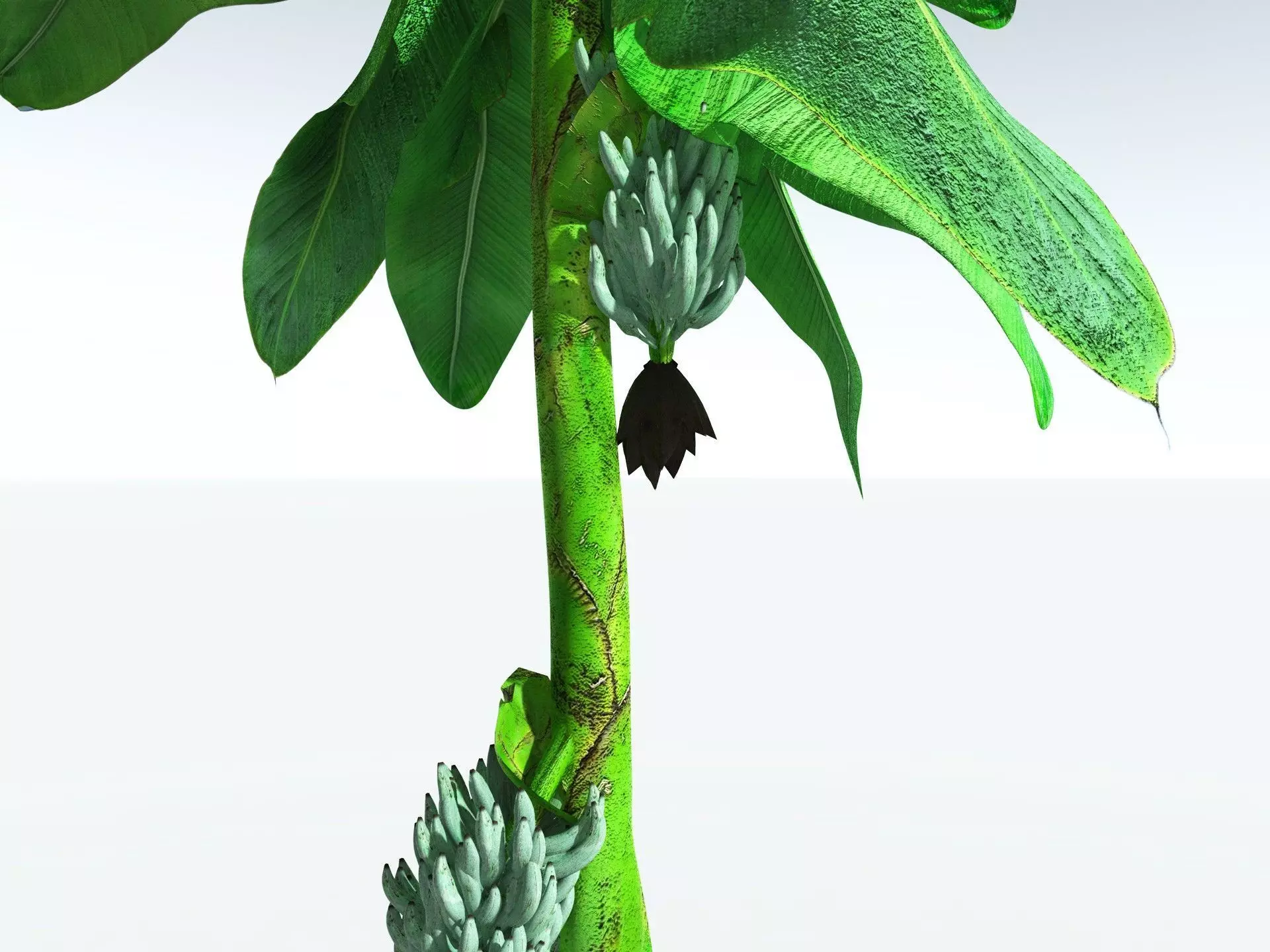 EVERYPlant Banana Plant 3D model_17