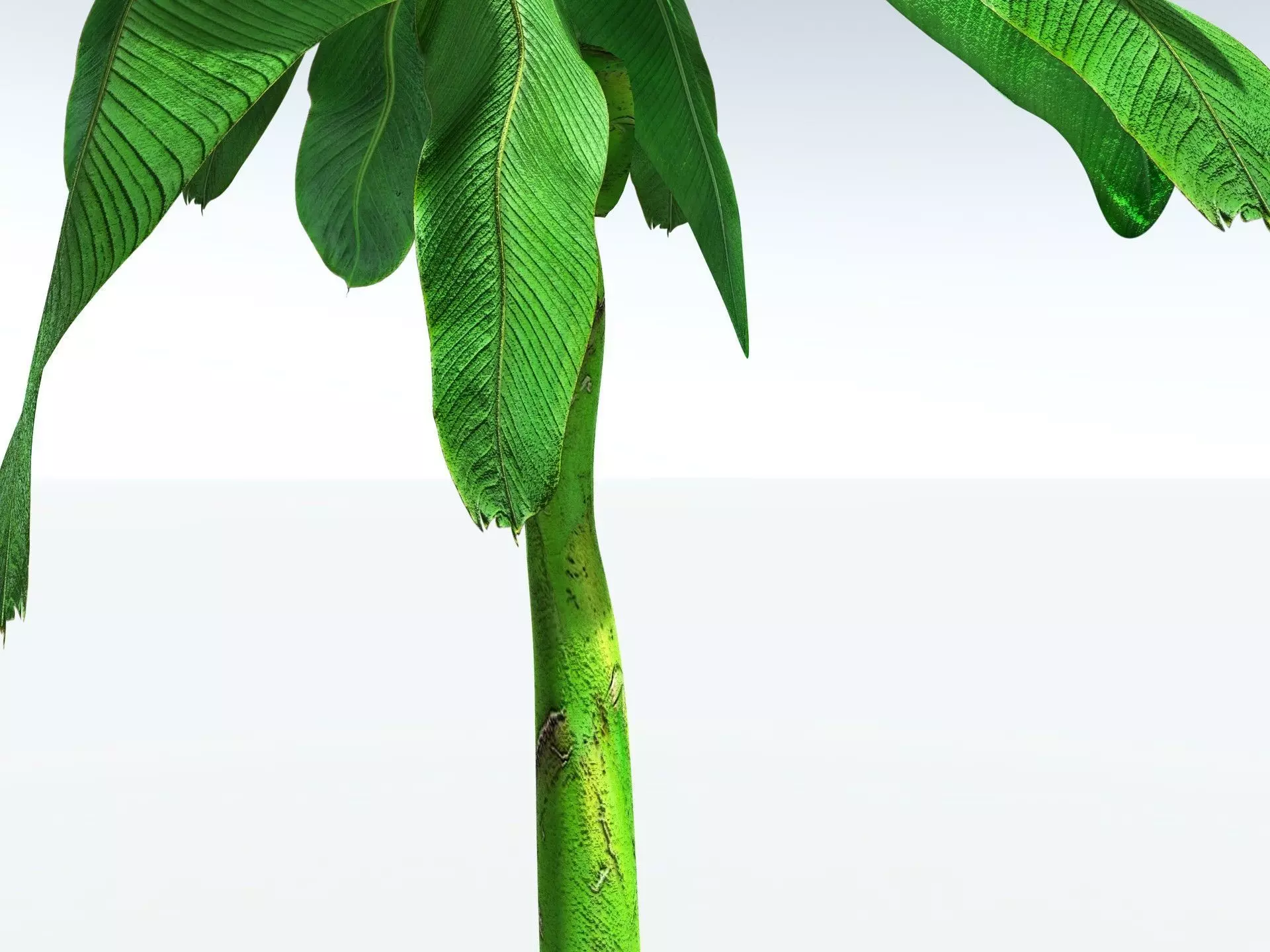 EVERYPlant Banana Plant 3D model_13