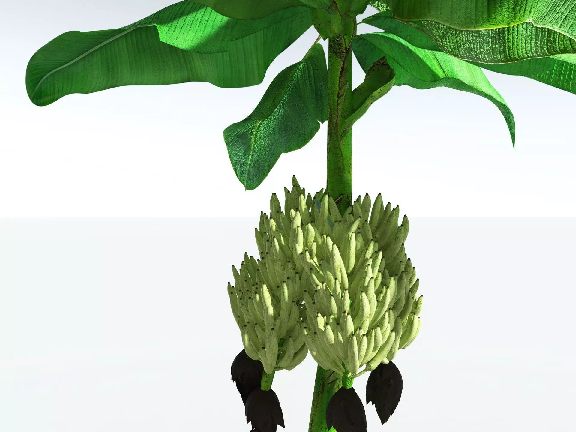 EVERYPlant Banana Plant 3D model_5
