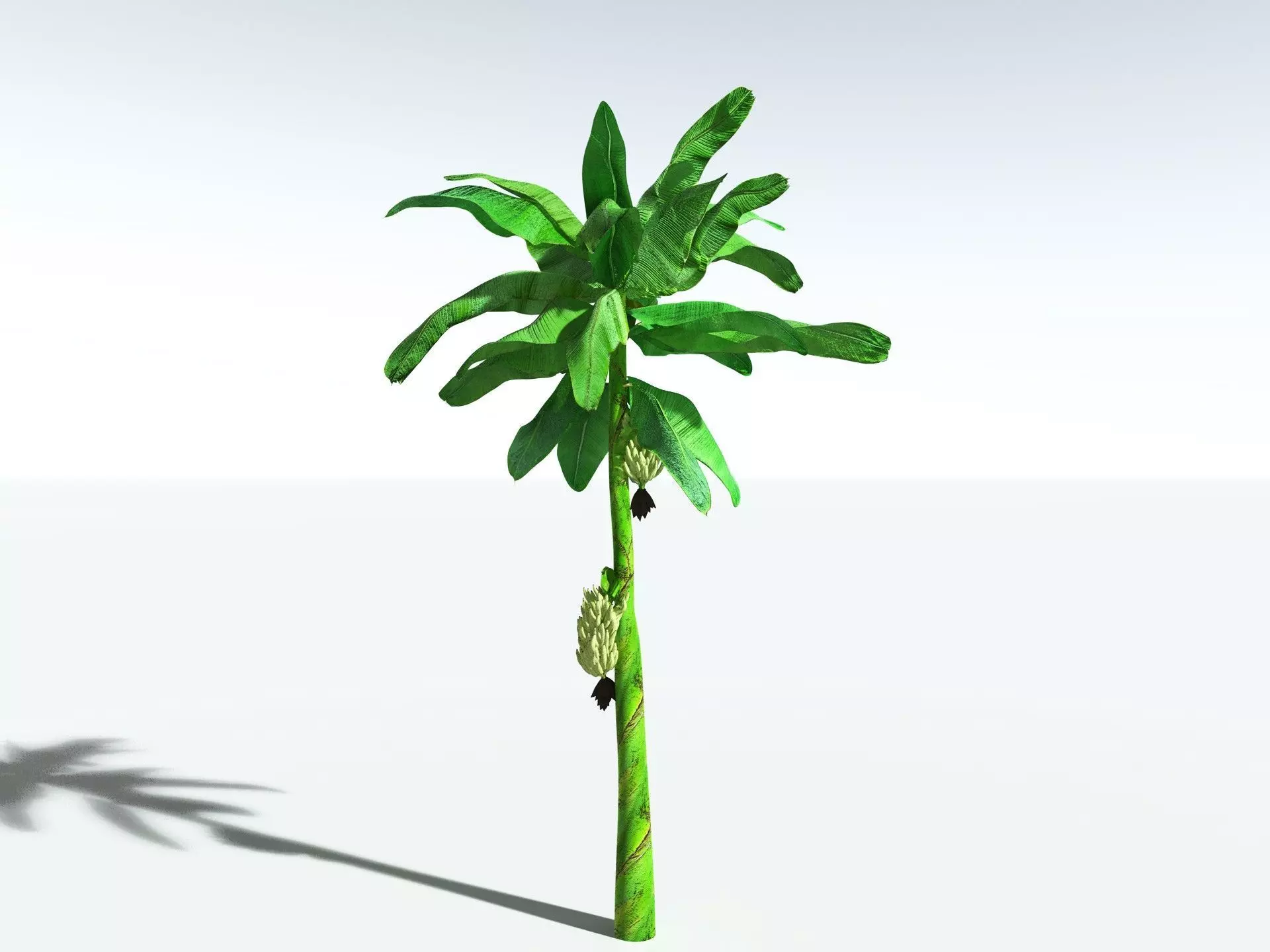 EVERYPlant Banana Plant 3D model_6