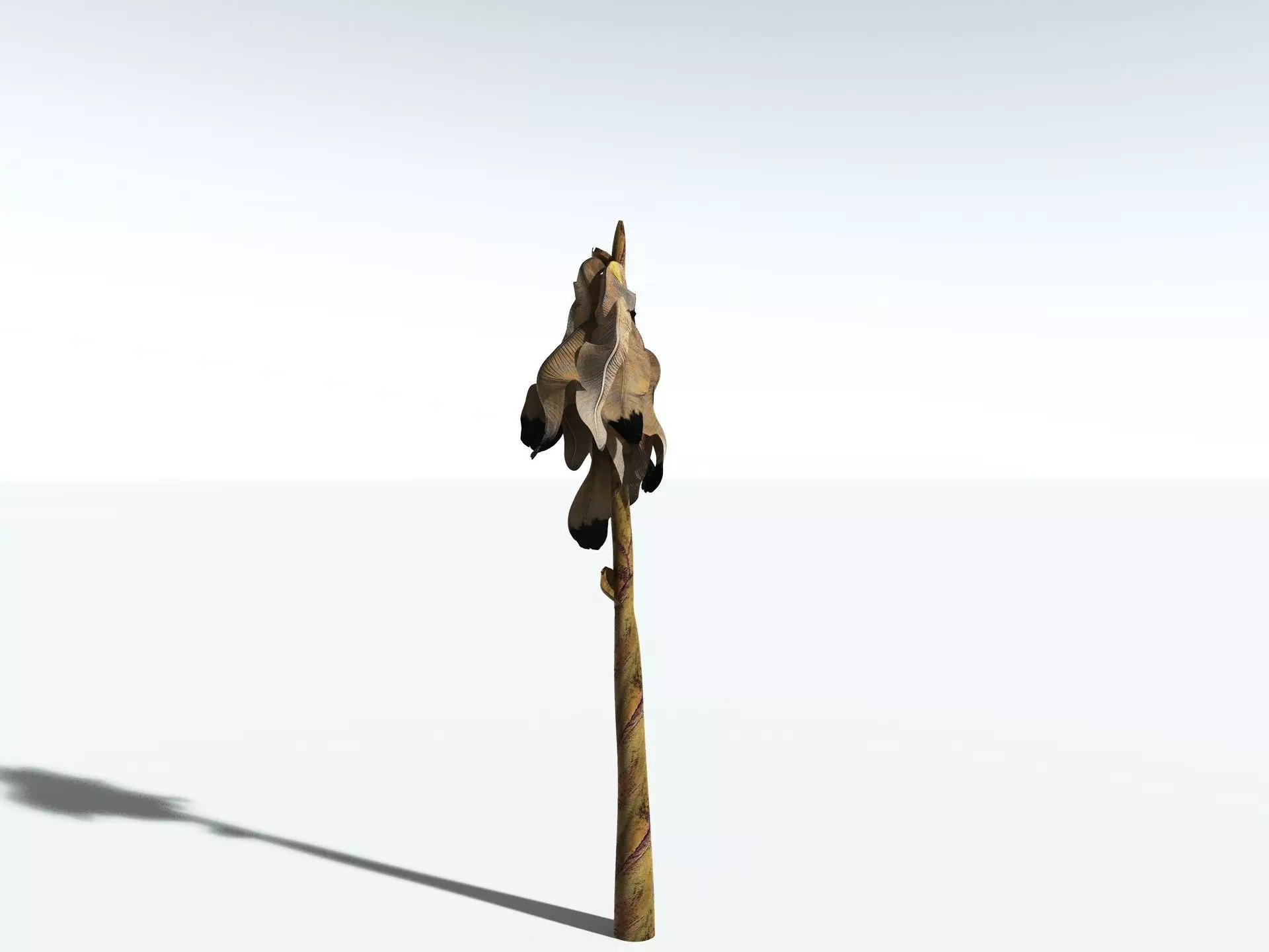 EVERYPlant Banana Plant 3D model_26