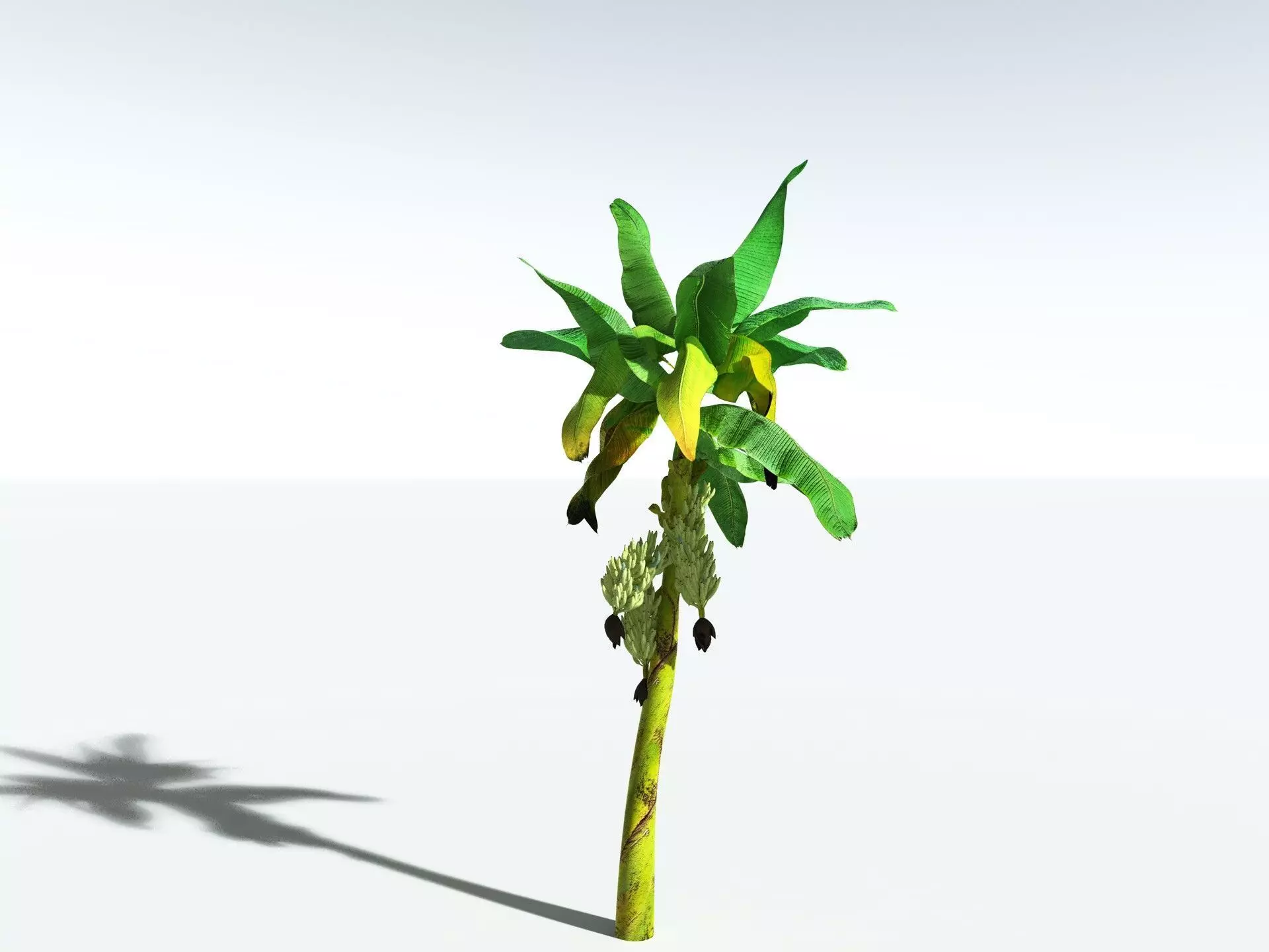 EVERYPlant Banana Plant 3D model_20