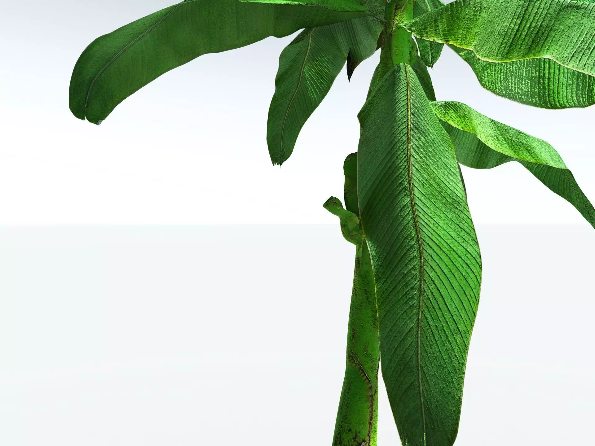 EVERYPlant Banana Plant 3D model_11