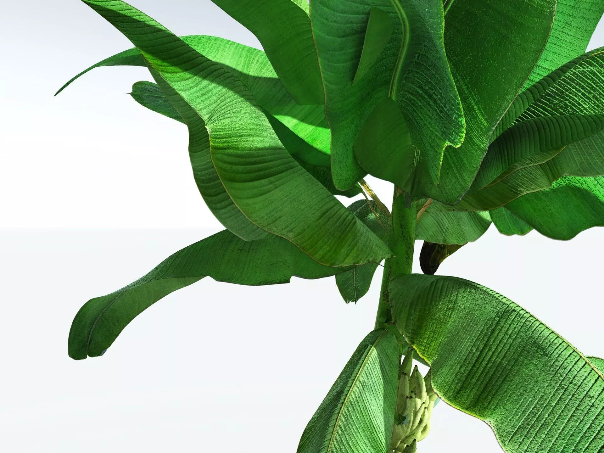 EVERYPlant Banana Plant 3D model_31