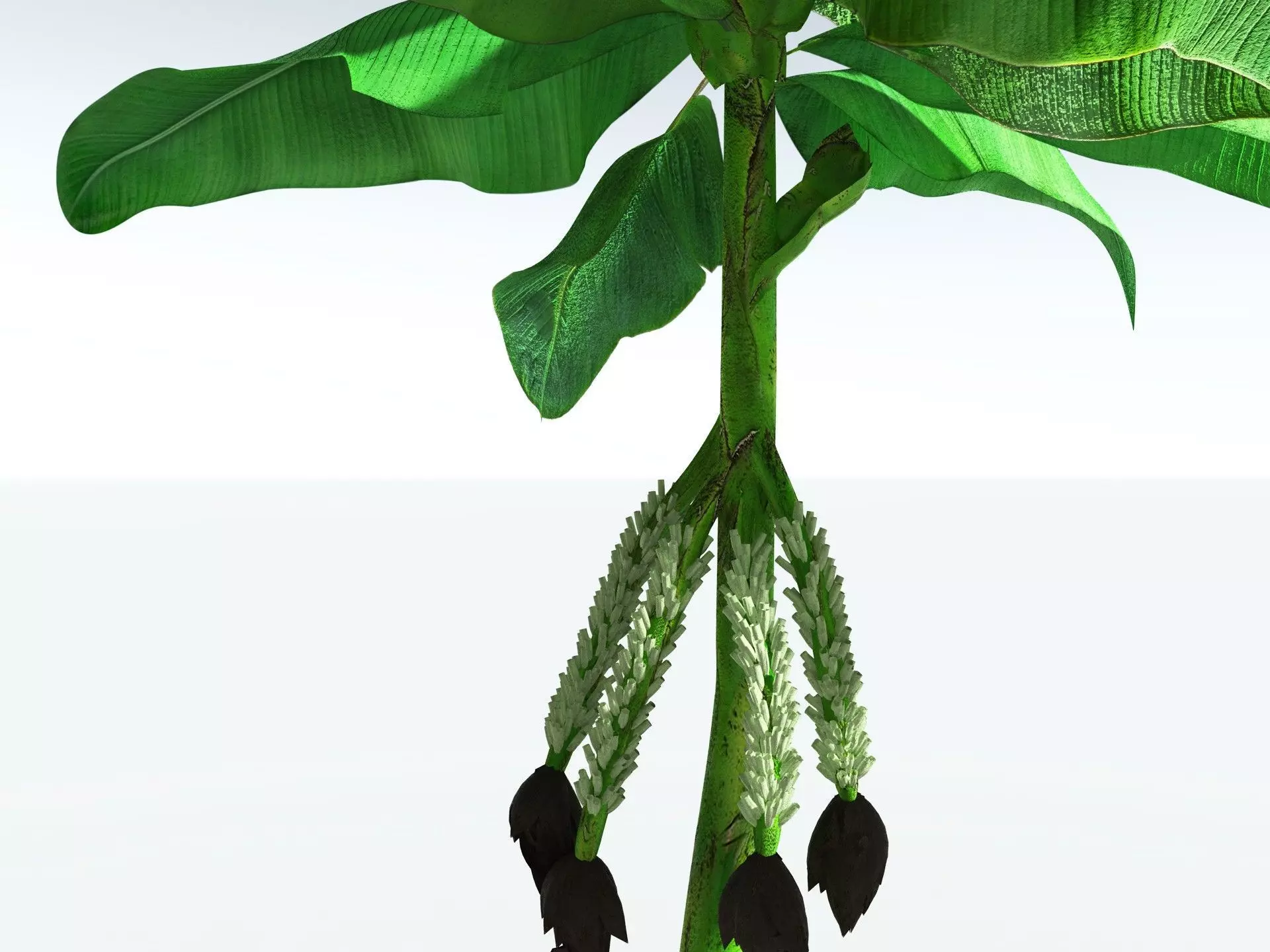 EVERYPlant Banana Plant 3D model_15