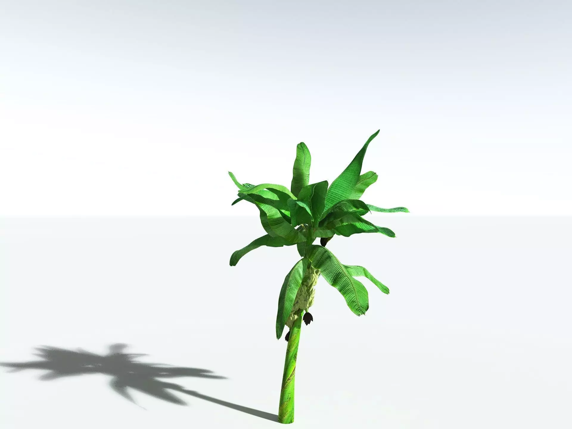 EVERYPlant Banana Plant 3D model_30