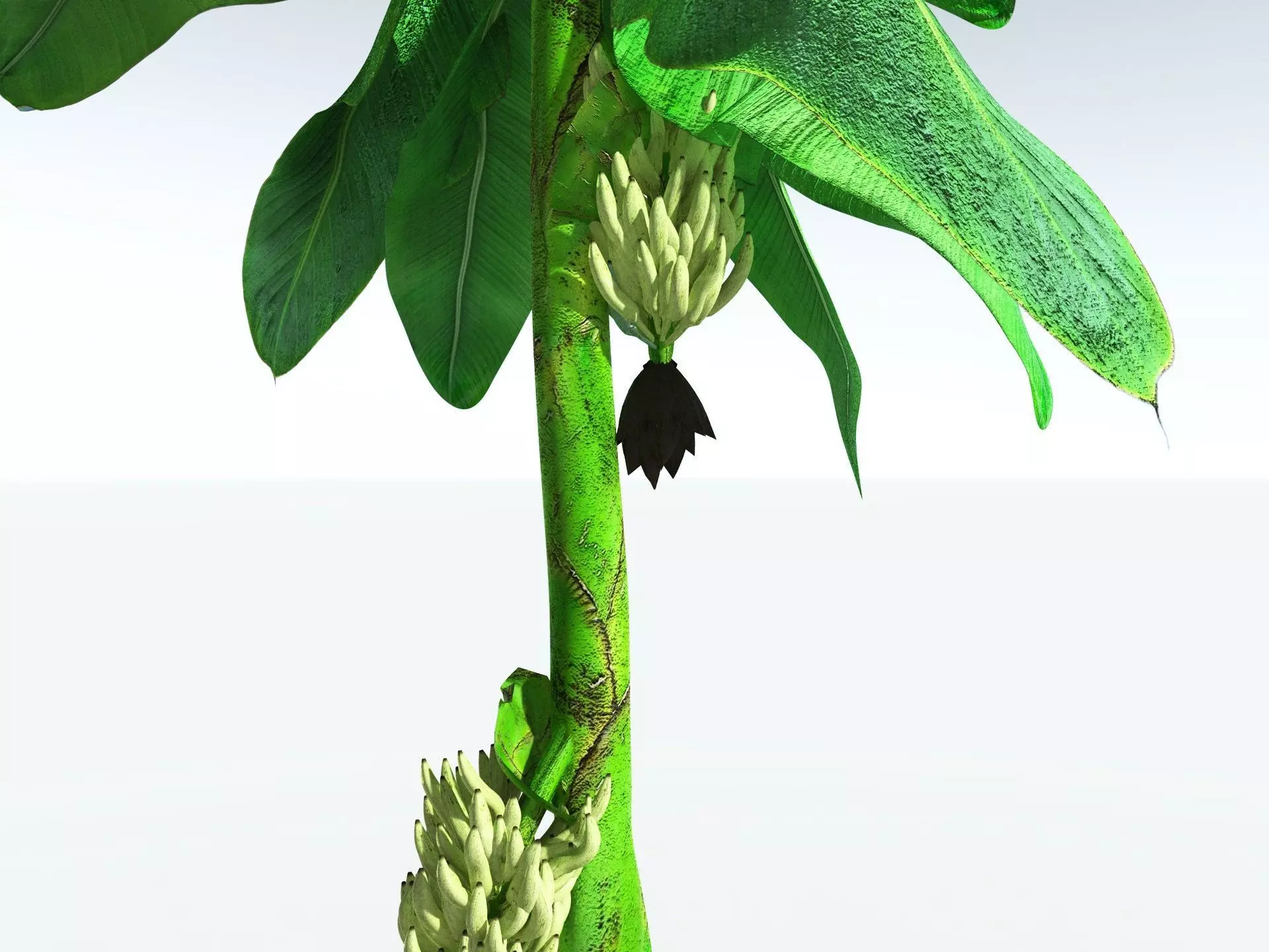 EVERYPlant Banana Plant 3D model_7