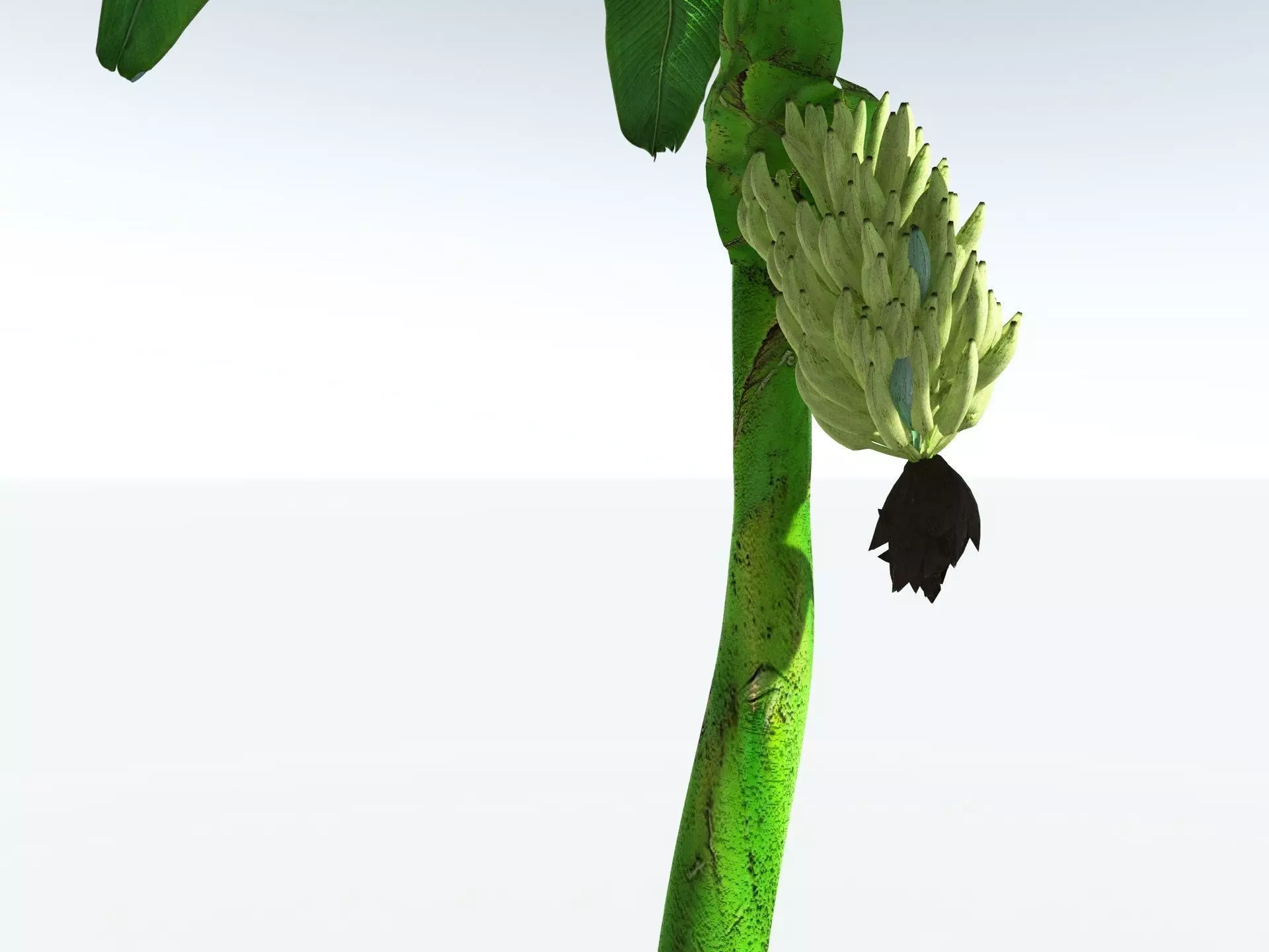 EVERYPlant Banana Plant 3D model_29