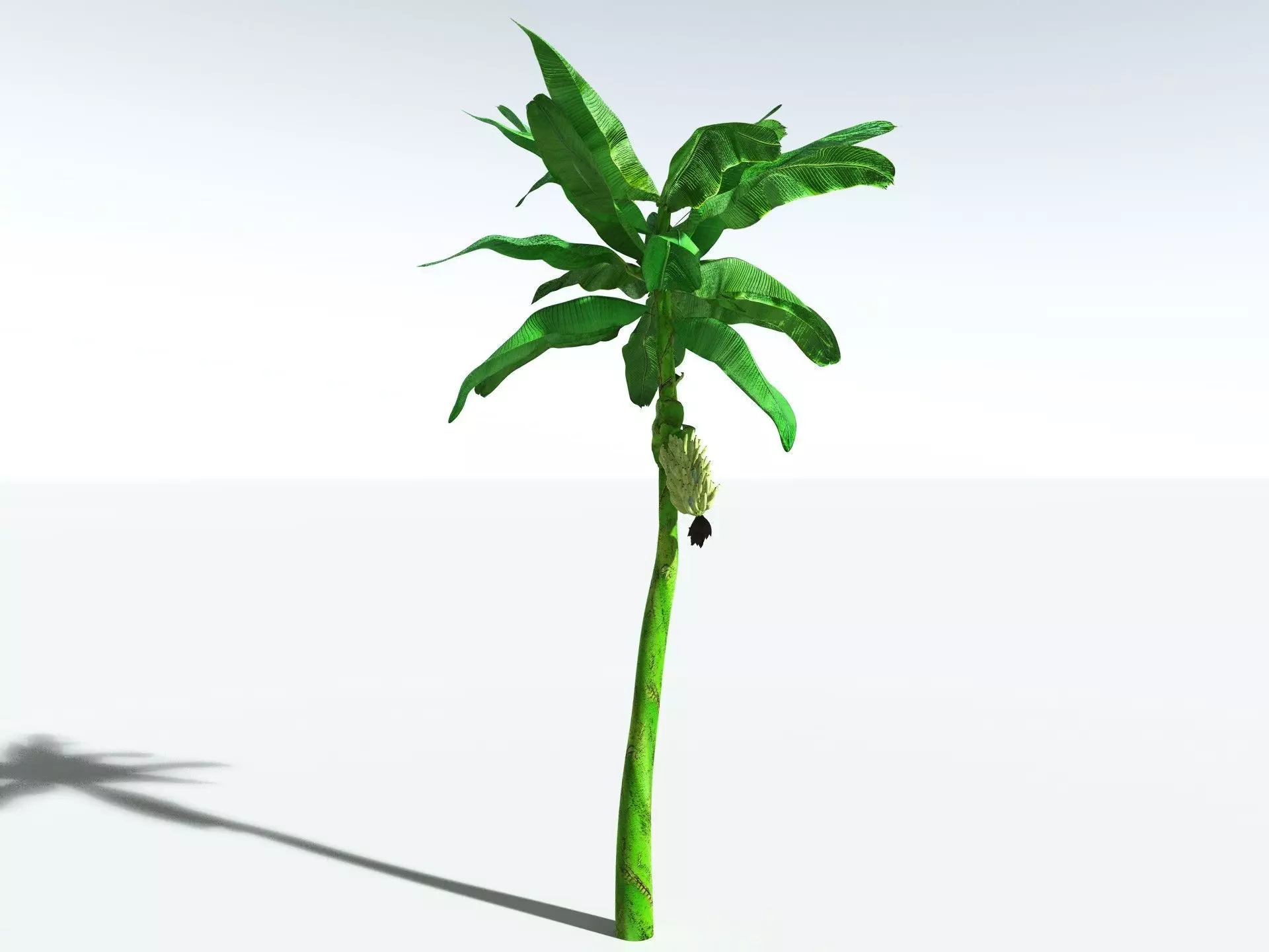 EVERYPlant Banana Plant 3D model_28